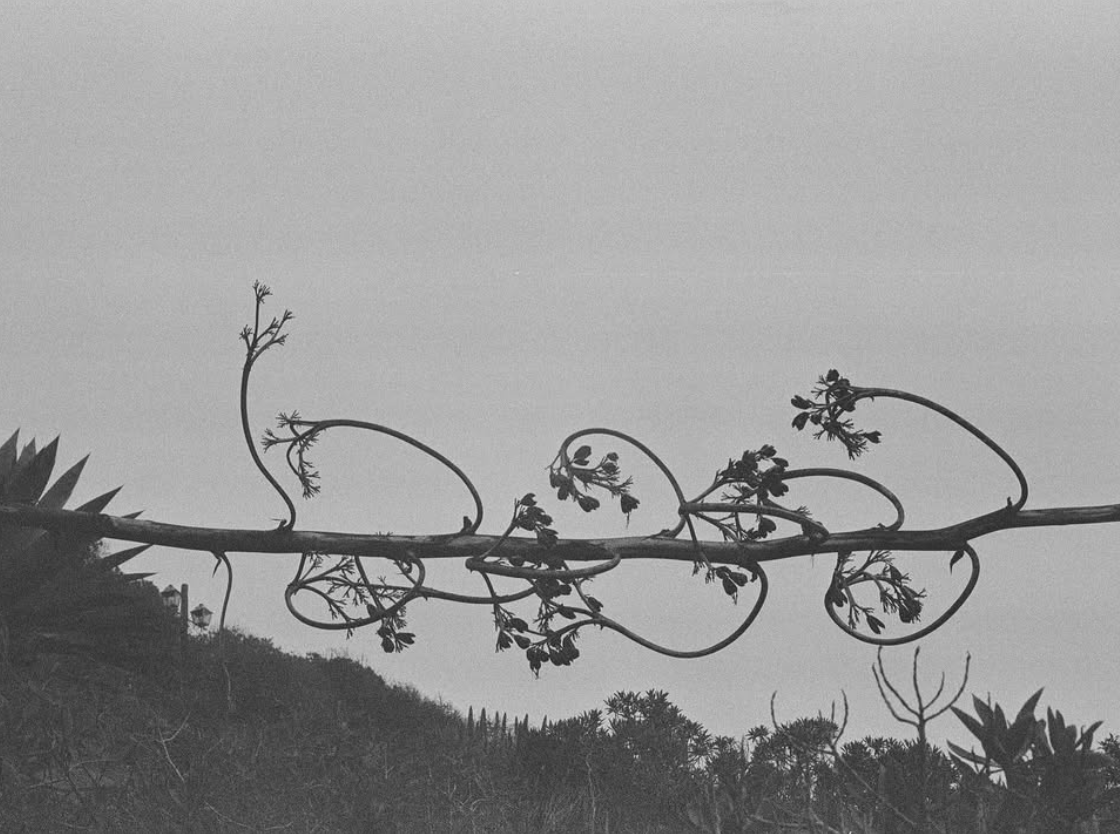 Black and white photo of a vine with curling tendrils and small leaves, crossing horizontally over a landscape with trees and bushes in the background.