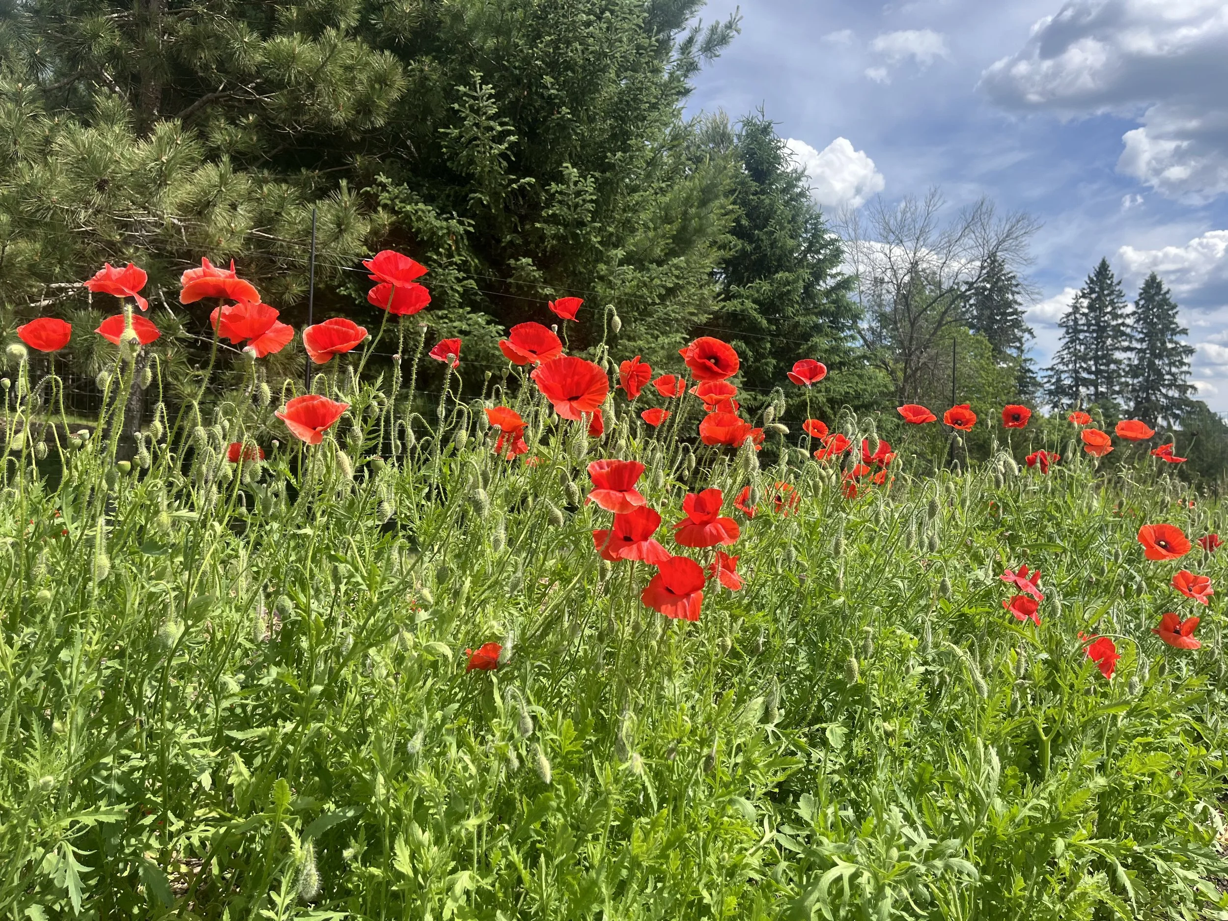 poppies.jpeg