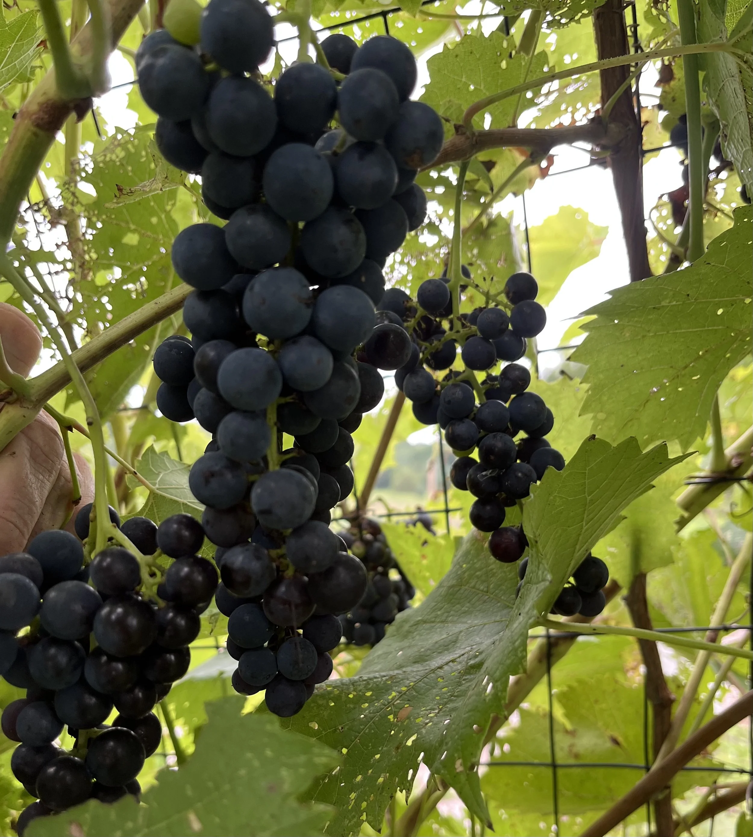 grapes.jpeg