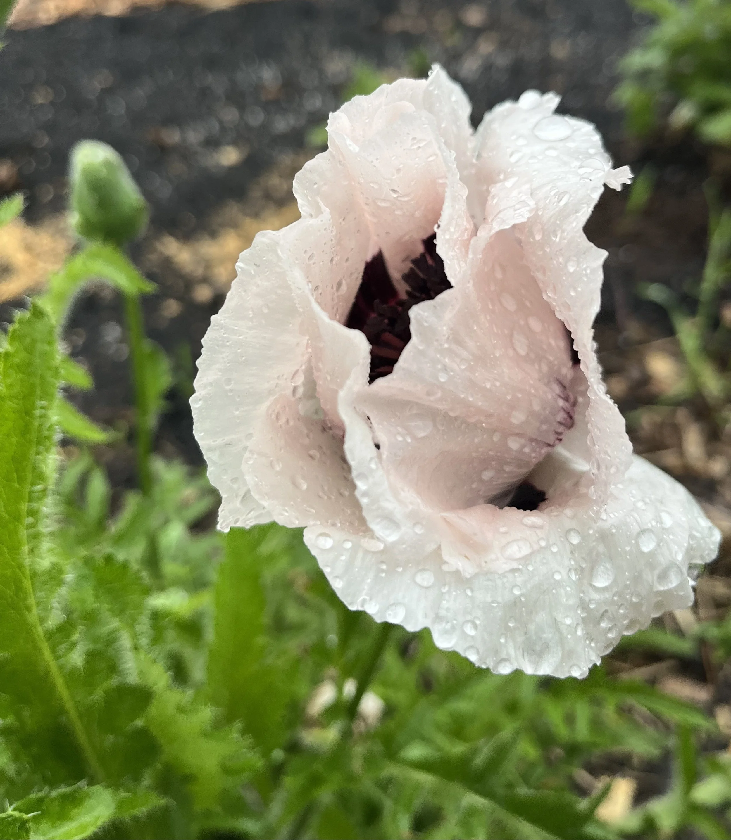 Poppy.jpeg