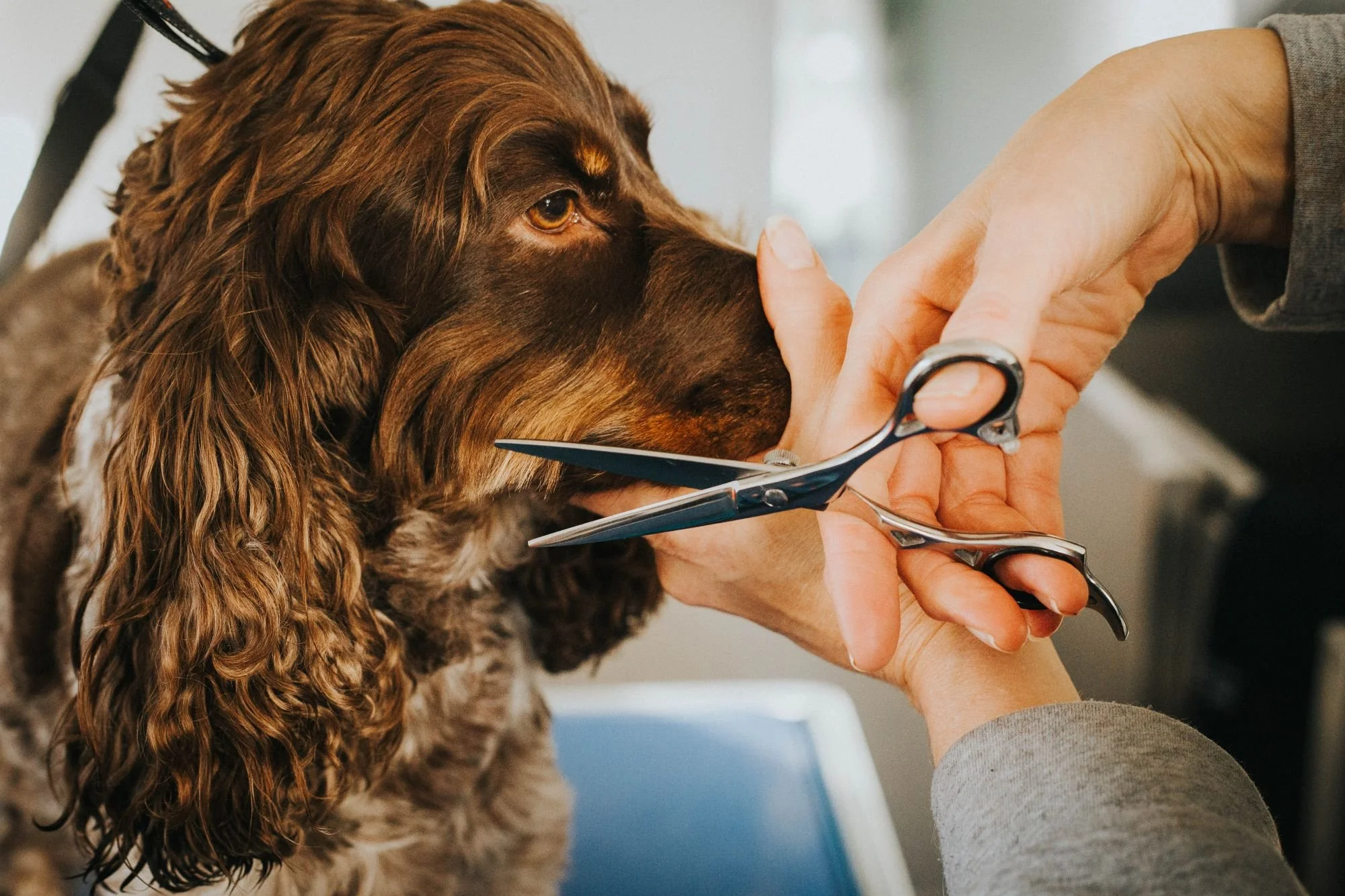 Grooming Extras at Syd's Doghouse & Spa