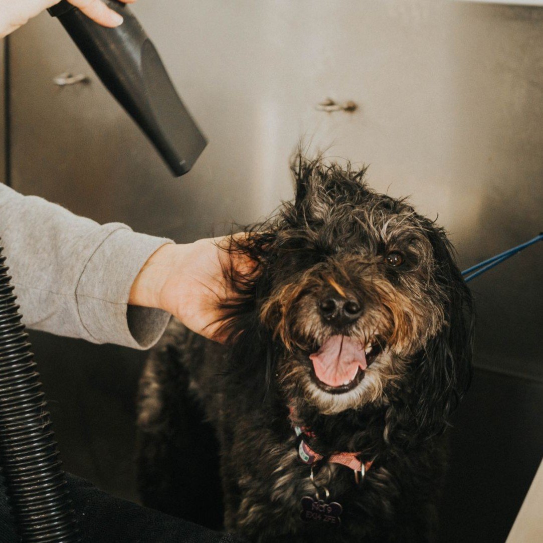 syds-doghouse-spa-at-greendale-bath-and-blow-dry-2.jpg