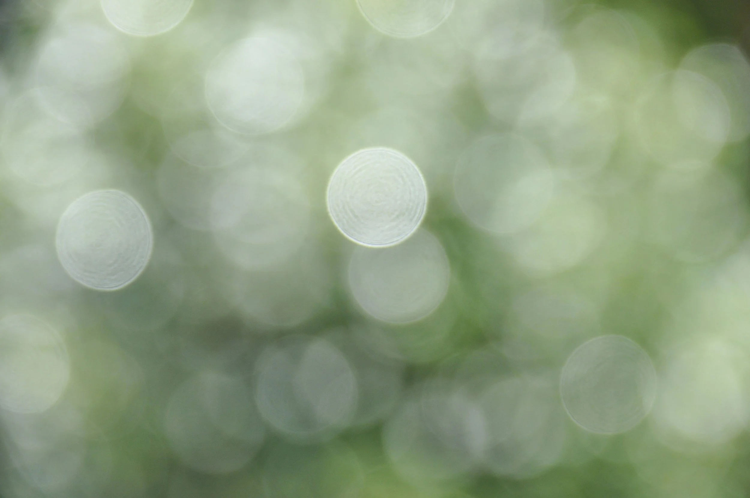 A calming, hazy image of water droplets on green foliage