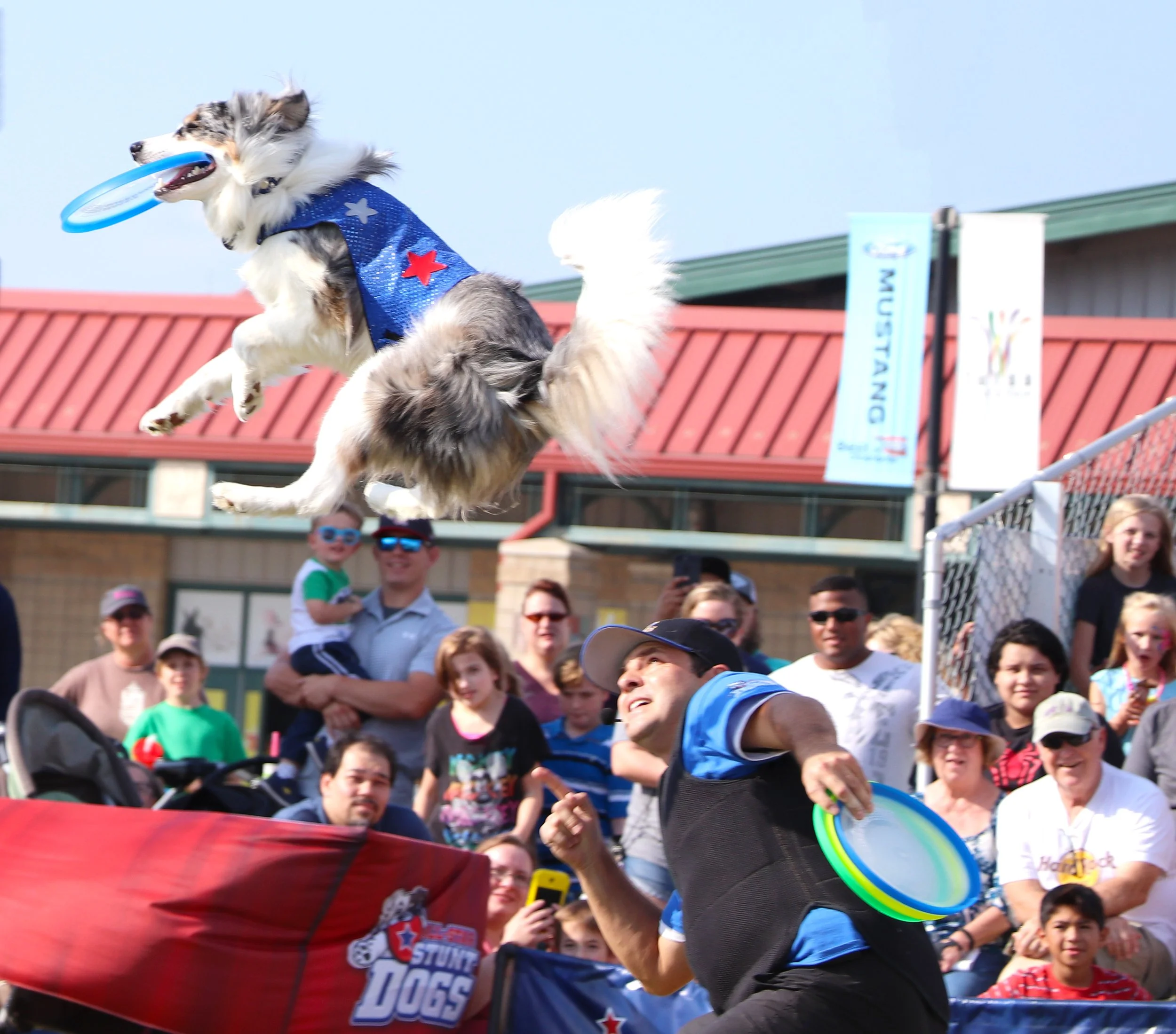 Dog mid-air catching a frisbee during a stunt dog show with a crowd watching
