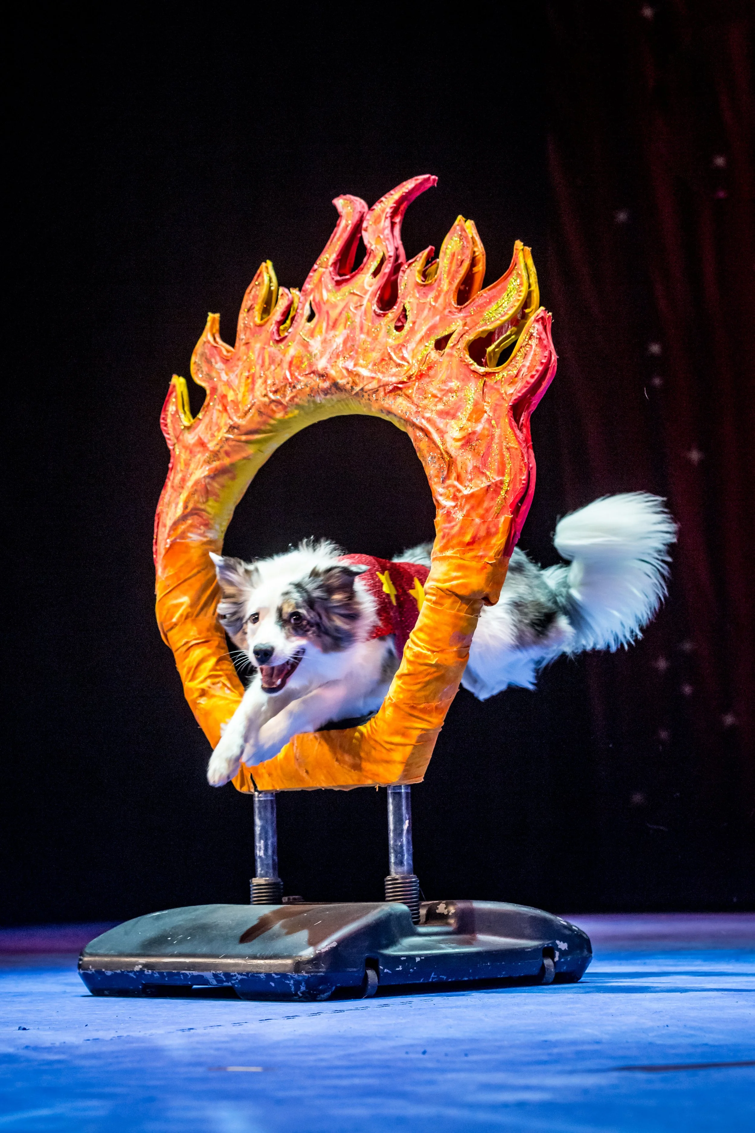 Dog jumping through a flaming hoop during a performance on stage.