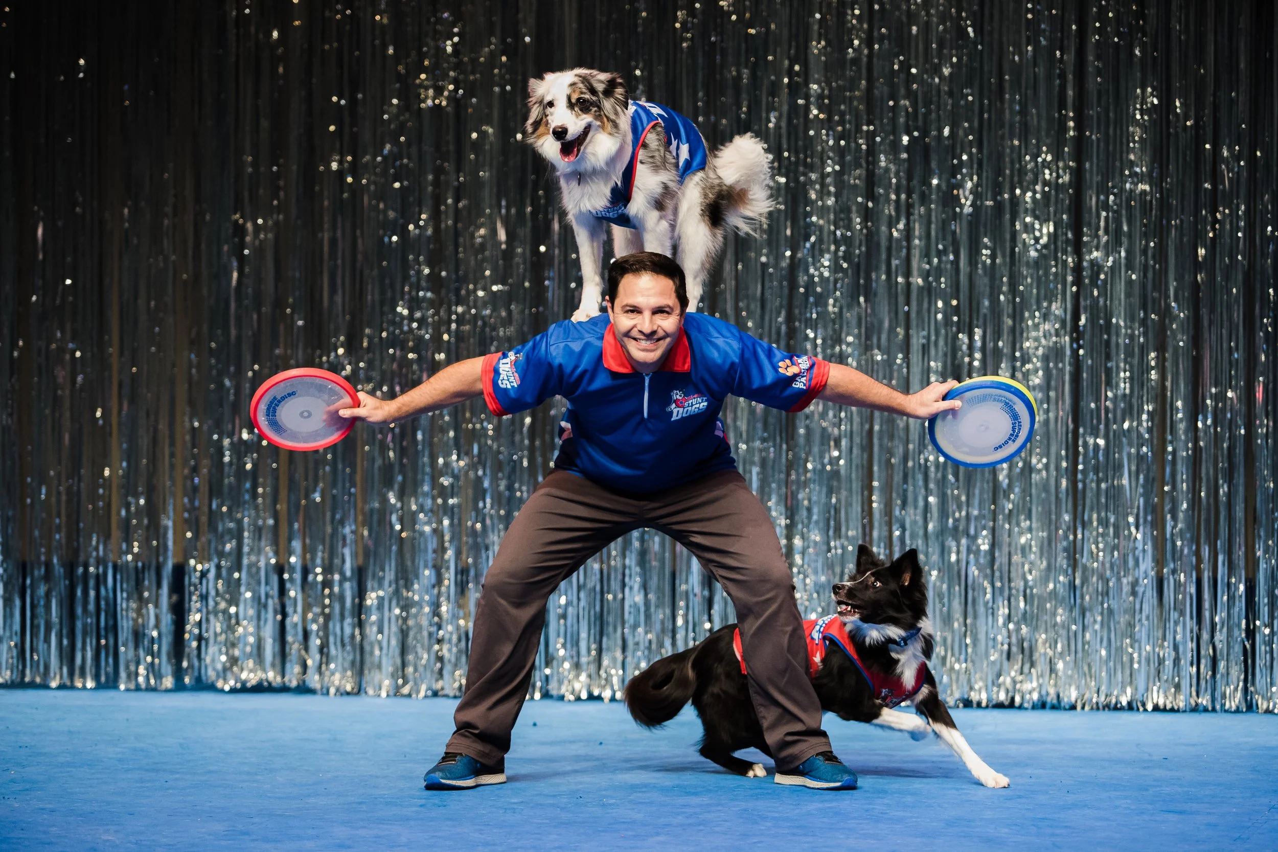 A man in a blue stunt dog uniform balances on a blue stage with two dogs. One dog is on his shoulders, and the other is on the ground. The dog on his shoulders is a white and gray Australian Shepherd, and the dog on the ground is a black and white Border Collie.