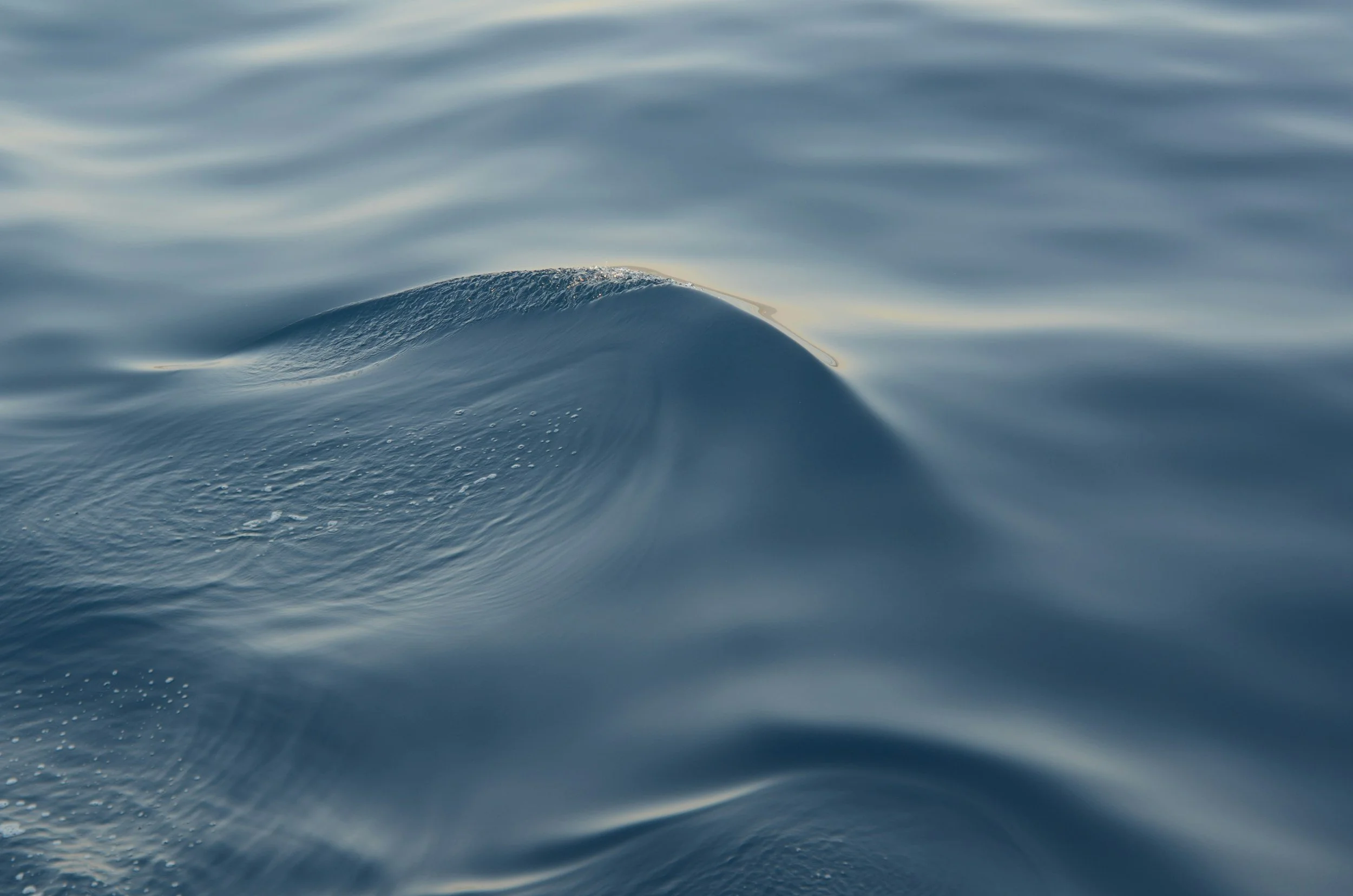 Close-up of a whale's back surfacing in calm ocean water with gentle ripples.