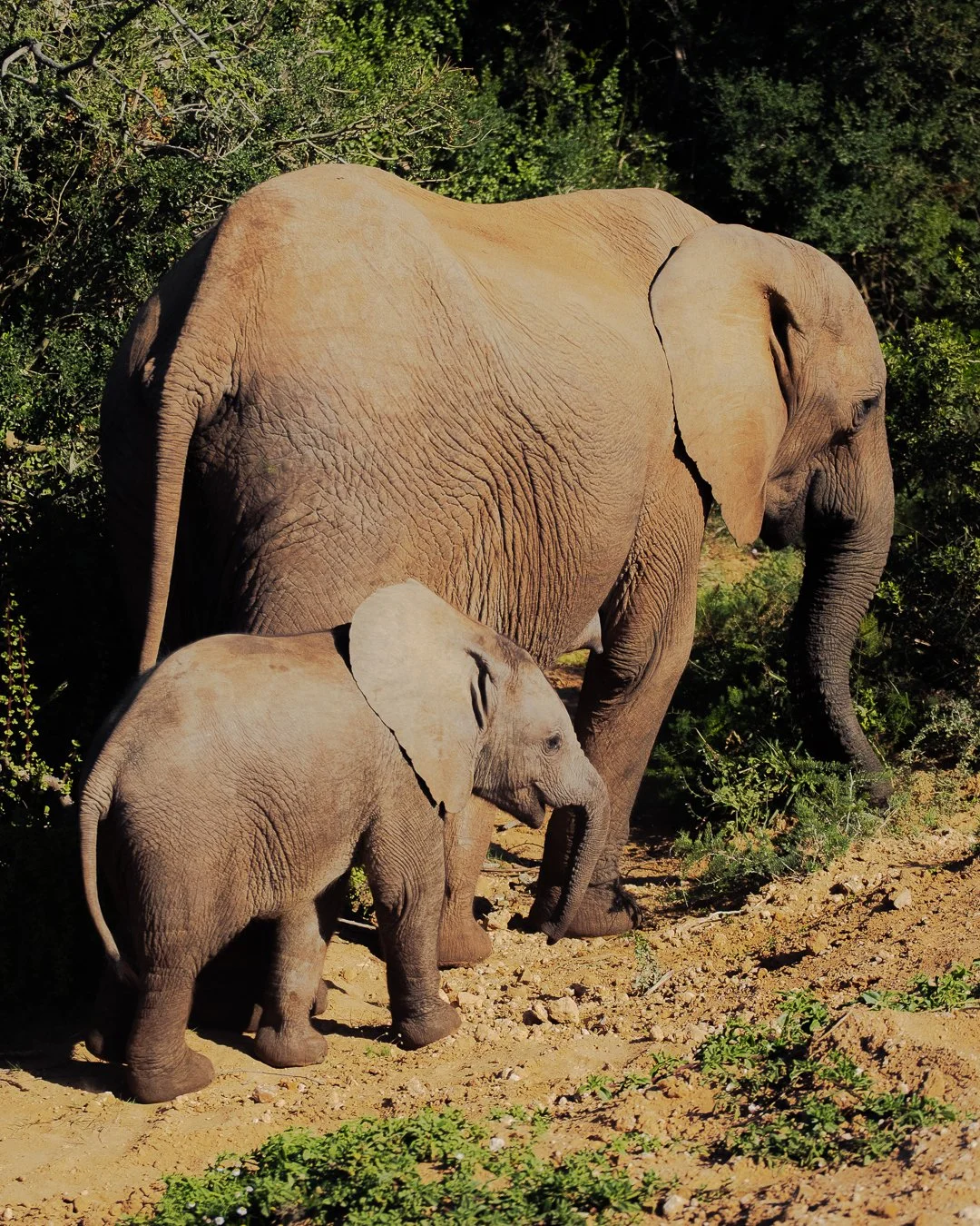 SOUTH AFRICA - @timnicolashopf-24.jpg