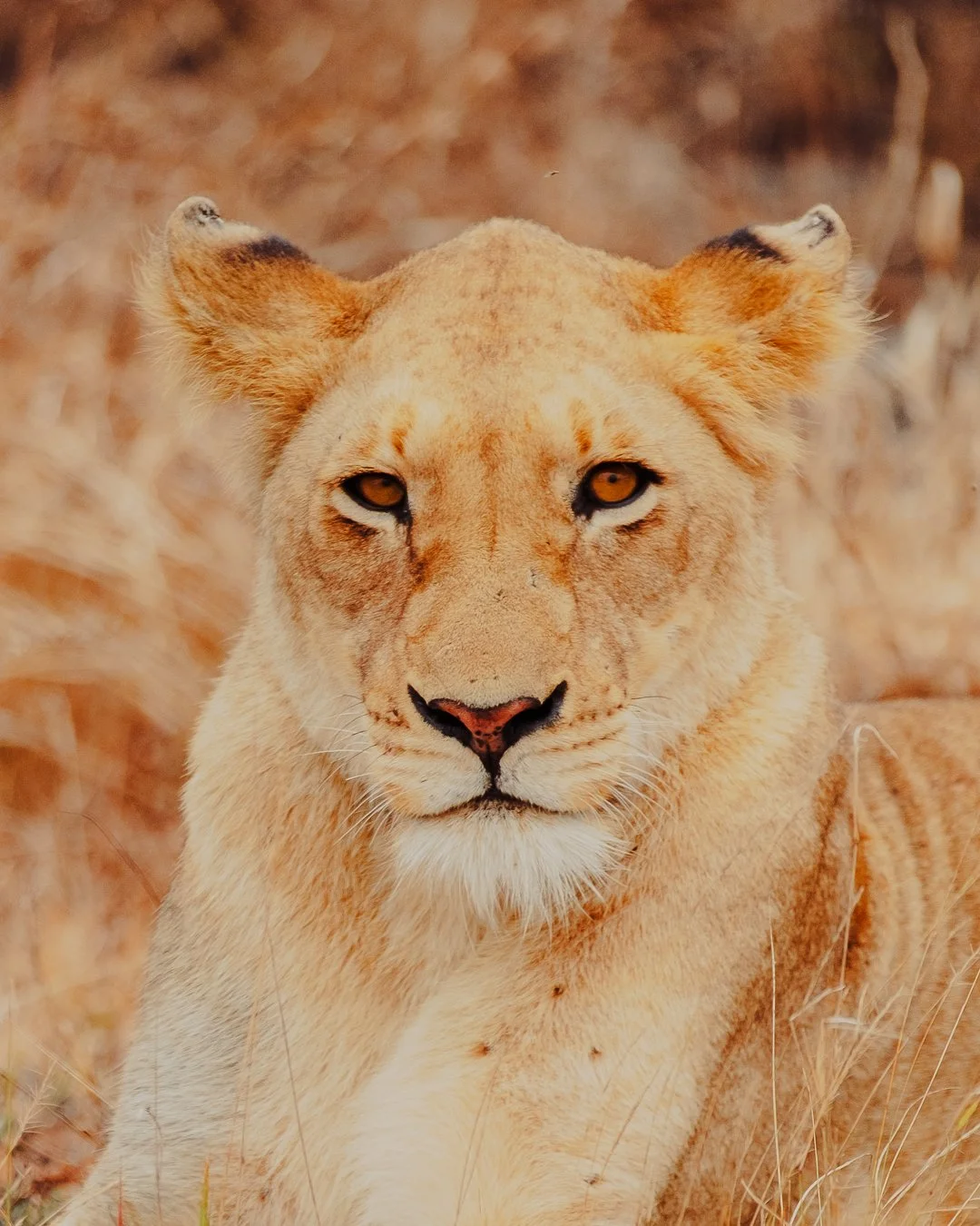 SOUTH AFRICA - @timnicolashopf-15.jpg