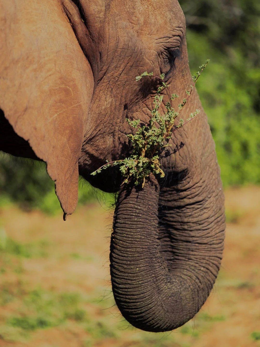 SOUTH AFRICA - @timnicolashopf-25.jpg