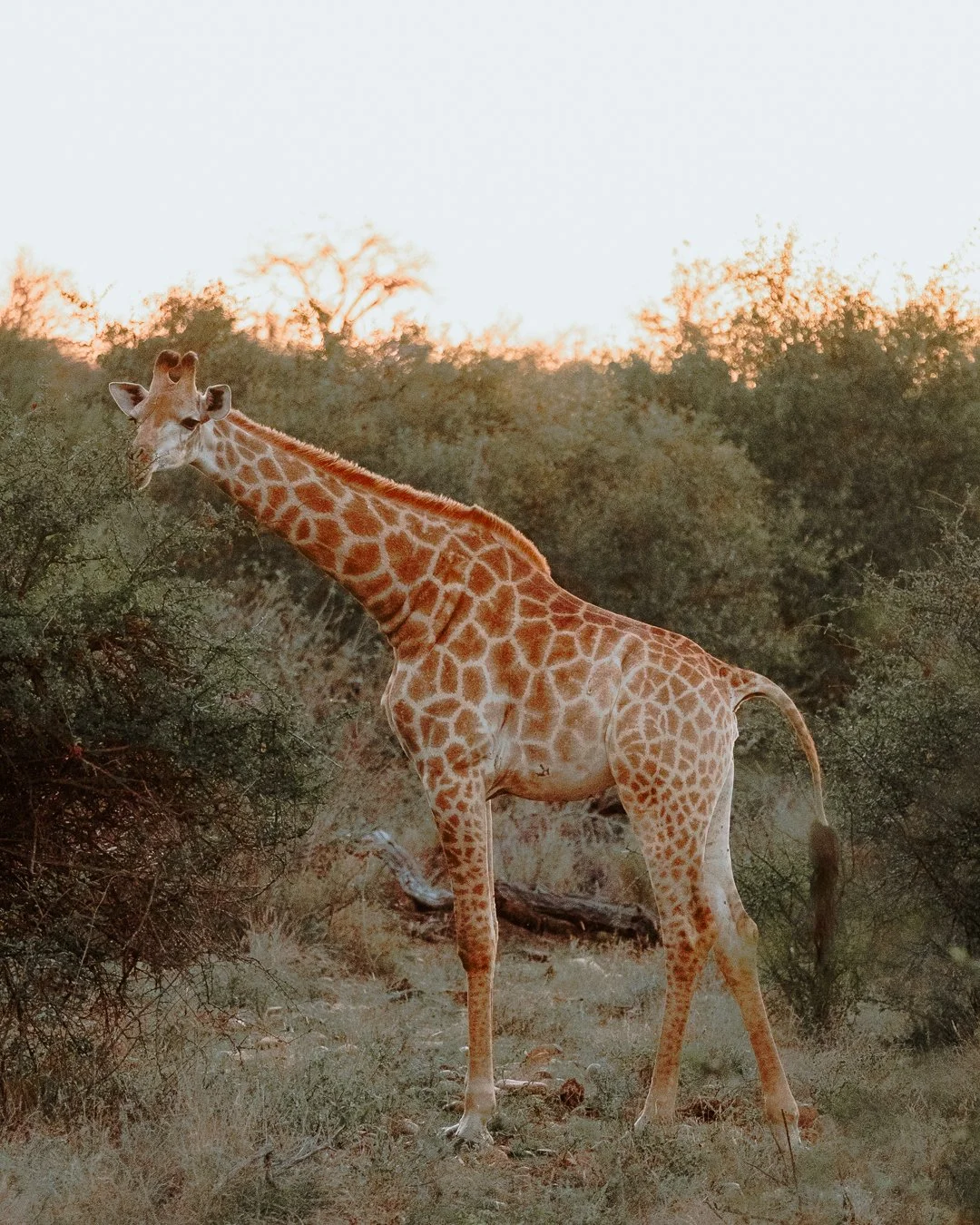 SOUTH AFRICA - @timnicolashopf-10.jpg