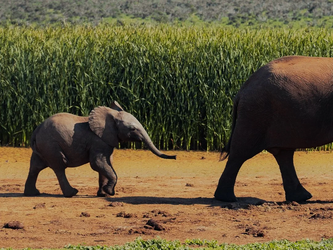 SOUTH AFRICA - @timnicolashopf-26.jpg