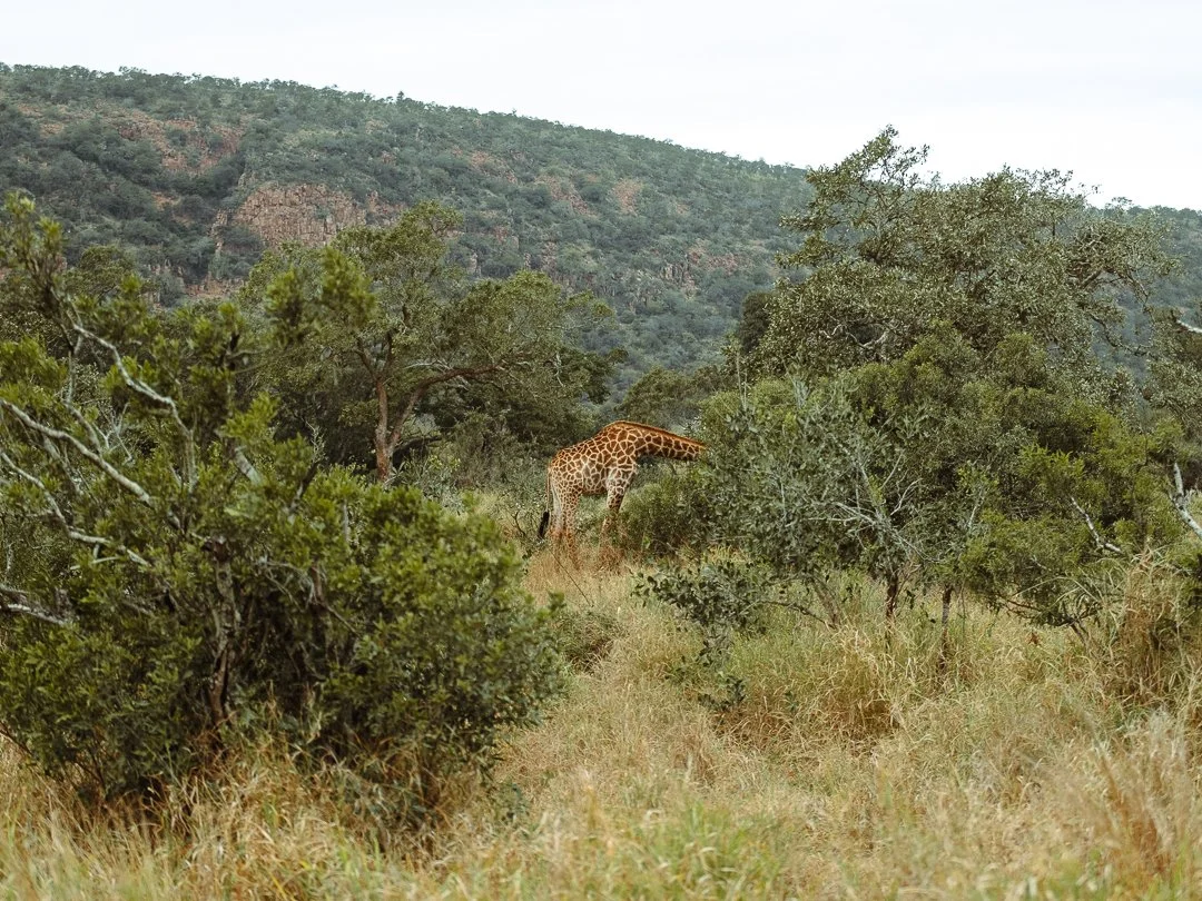 SOUTH AFRICA - @timnicolashopf-13.jpg