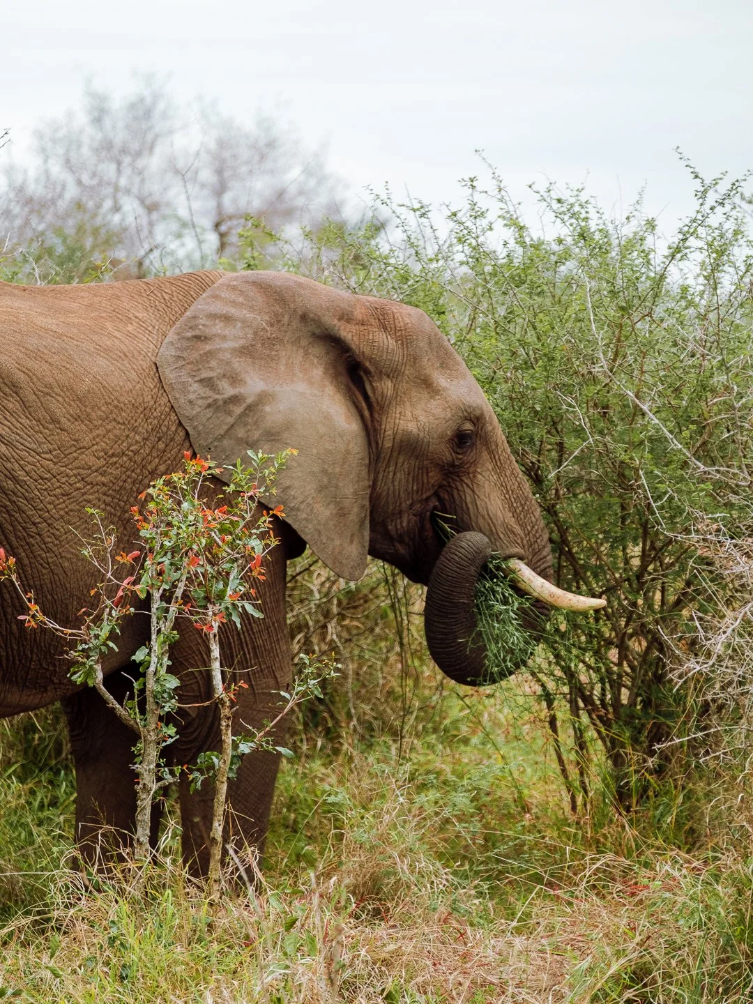 SOUTH AFRICA - @timnicolashopf-16.jpg