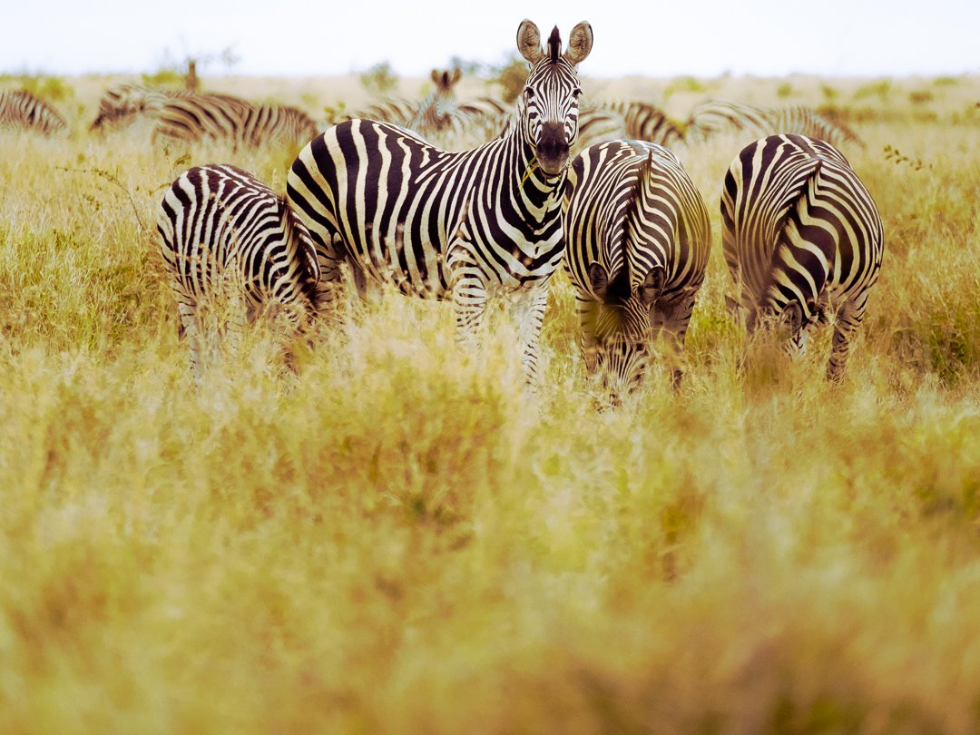 SOUTH AFRICA - @timnicolashopf-12.jpg