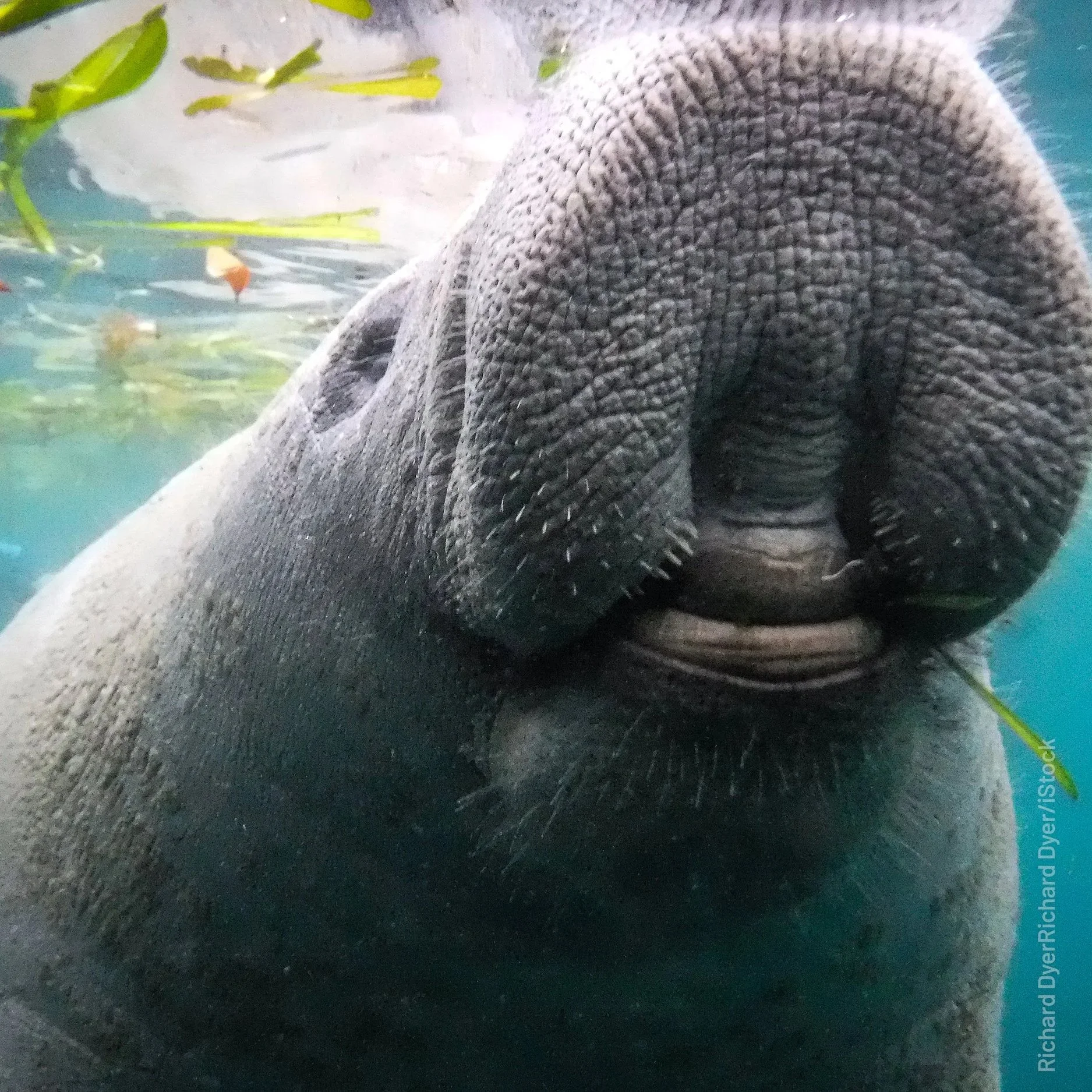 The Nature Conservancy