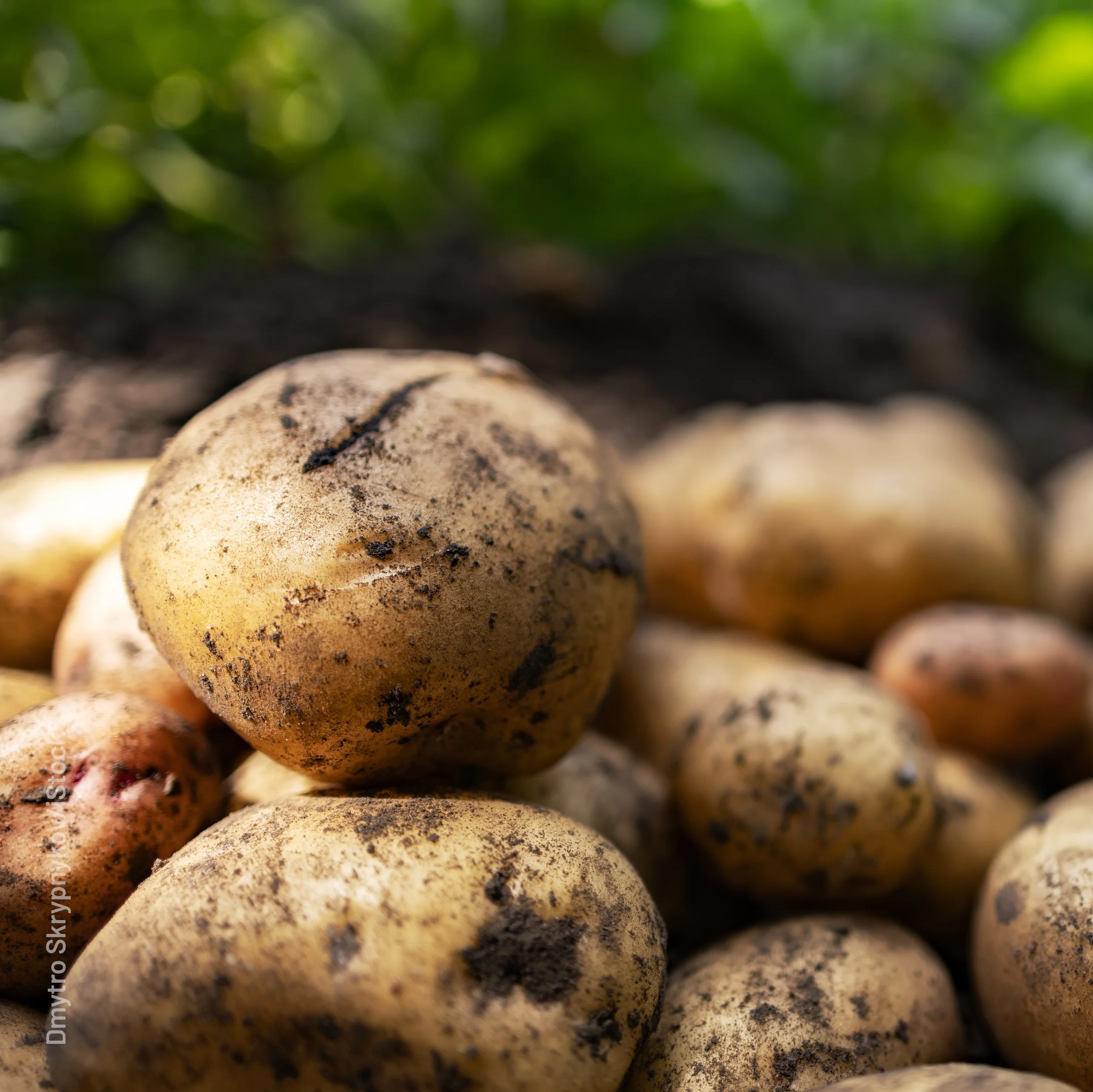 Soil Health Institute