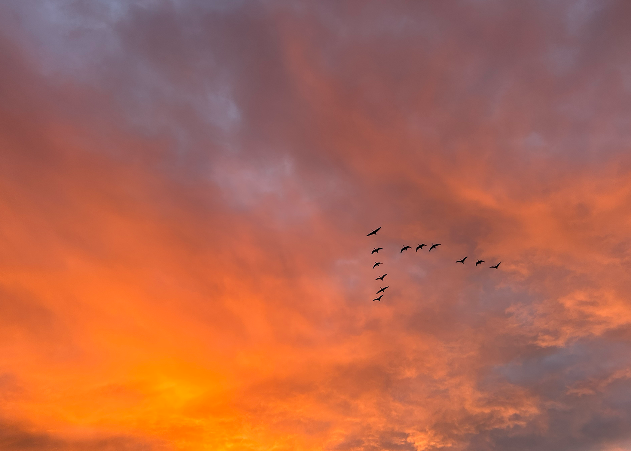 A flock of birds flying across a vibrant sunset sky with orange, purple, and pink clouds.