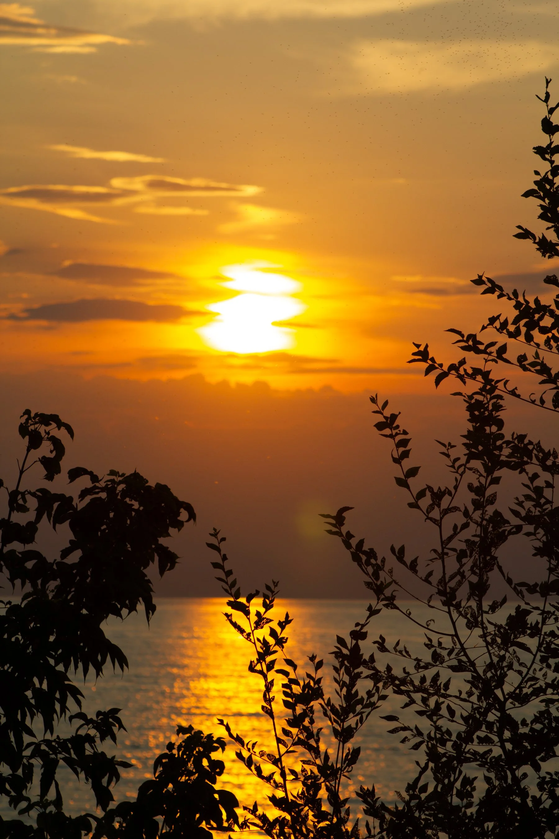Sunset over a body of water with silhouetted plants in the foreground.
