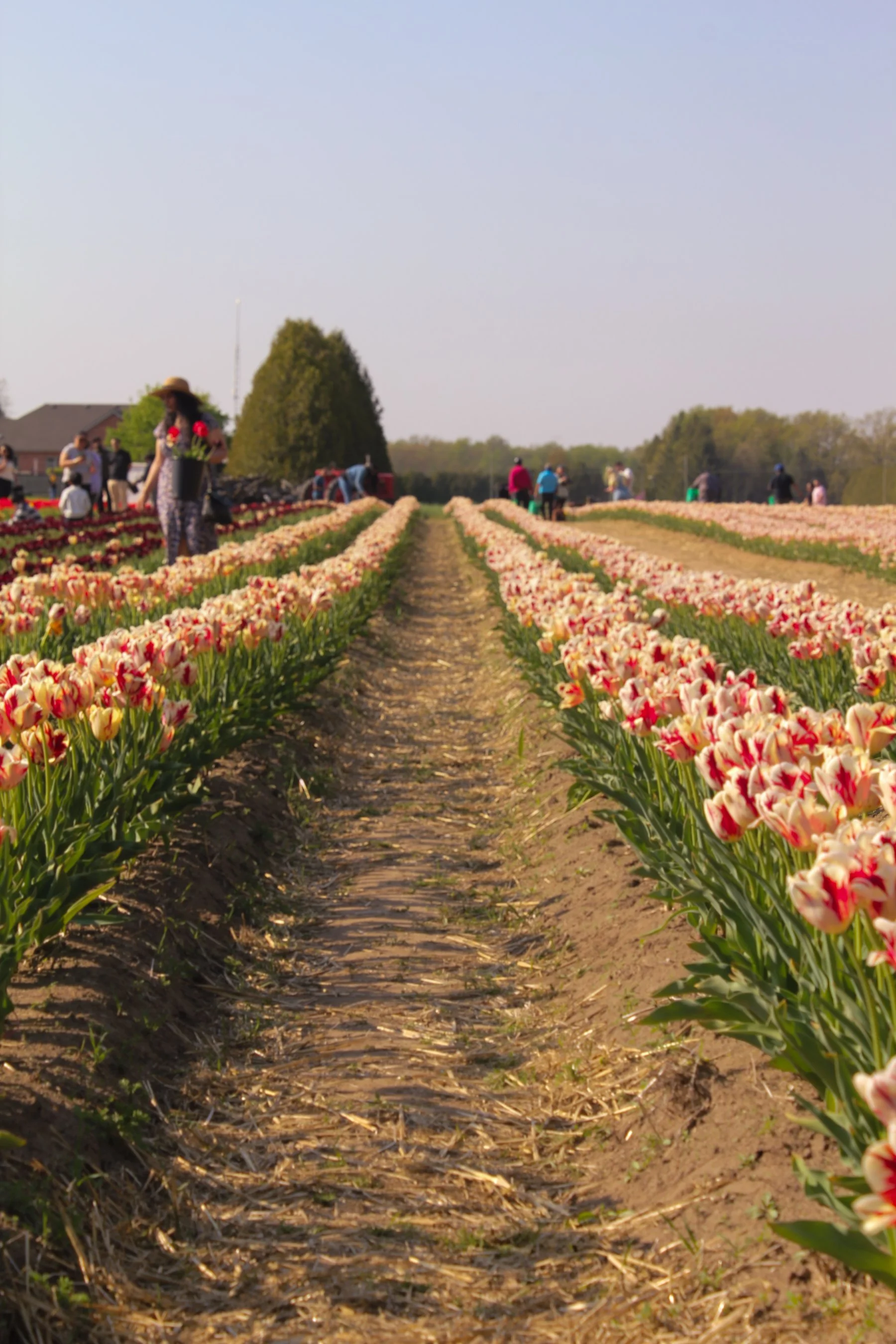 A tulip farm with rows of blooming pink, white, and red tulips and people walking among the flowers.