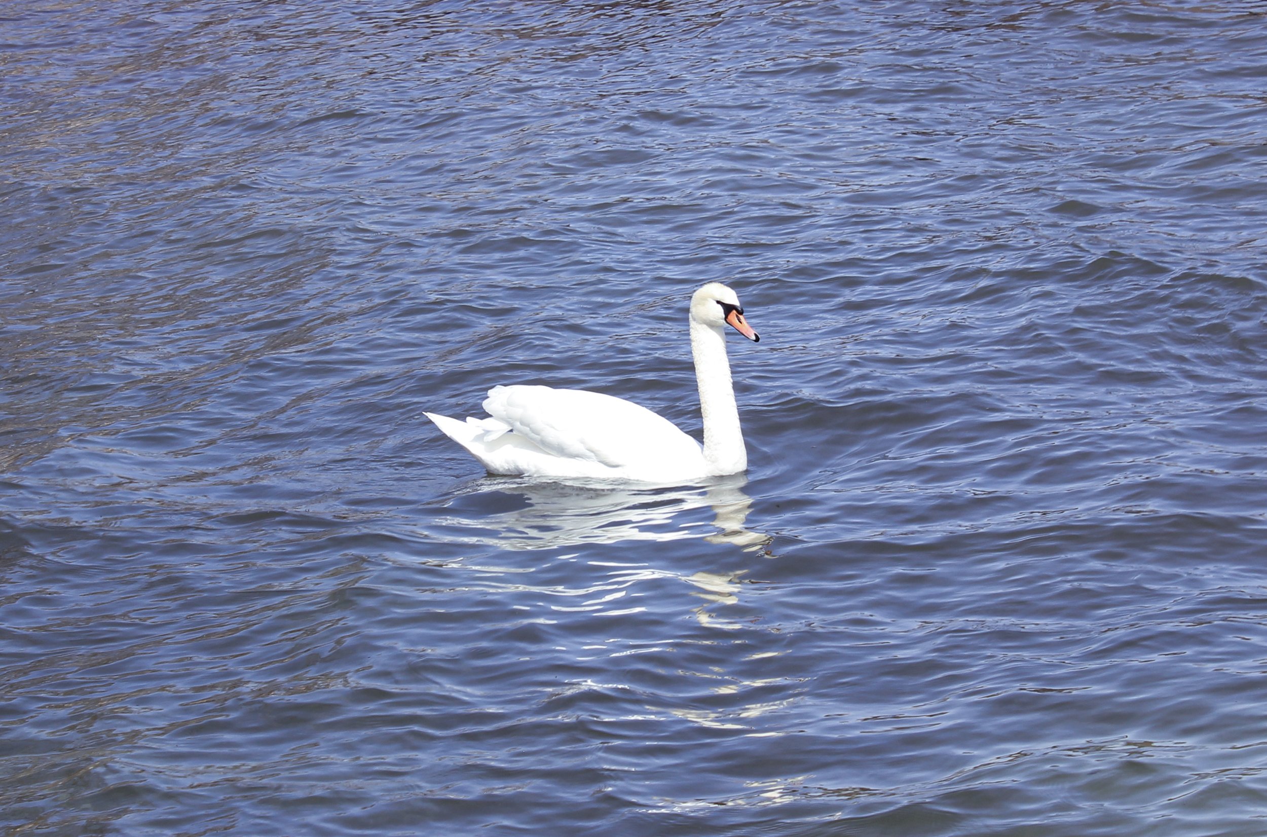 A white swan swimming in a body of water with ripples.