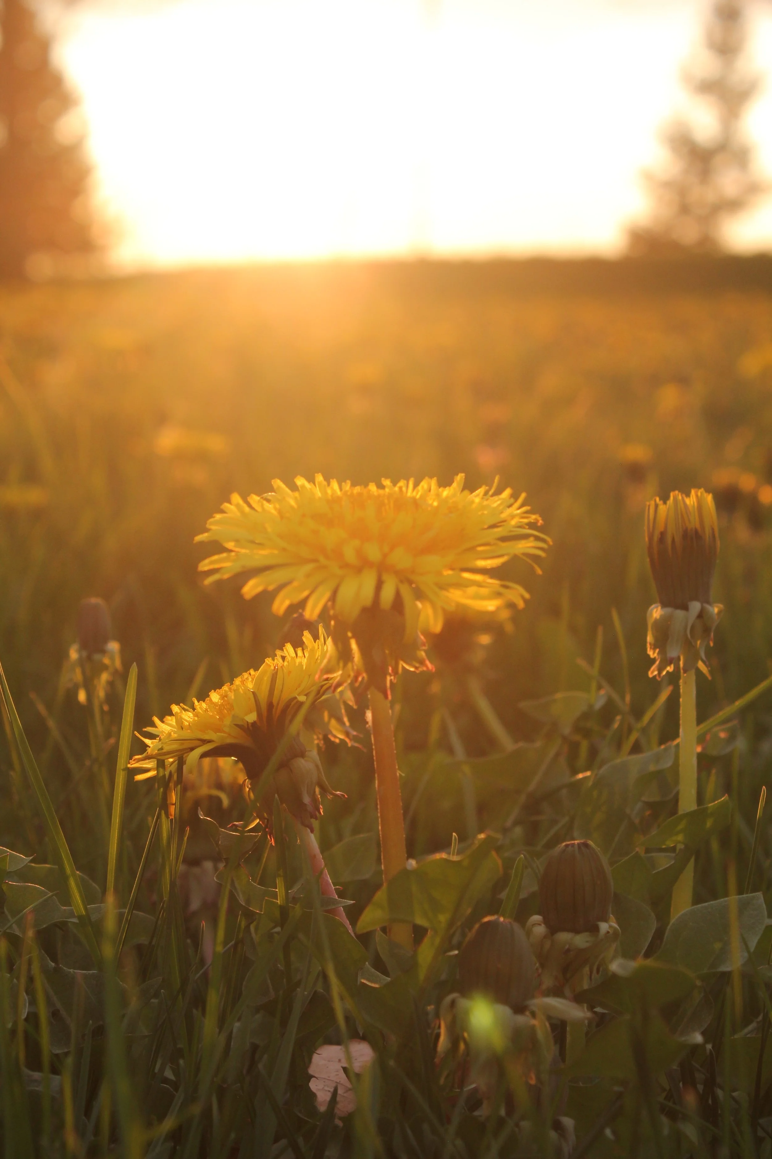 Close-up of yellow dandelions in a field during sunset with the sun shining brightly in the background.