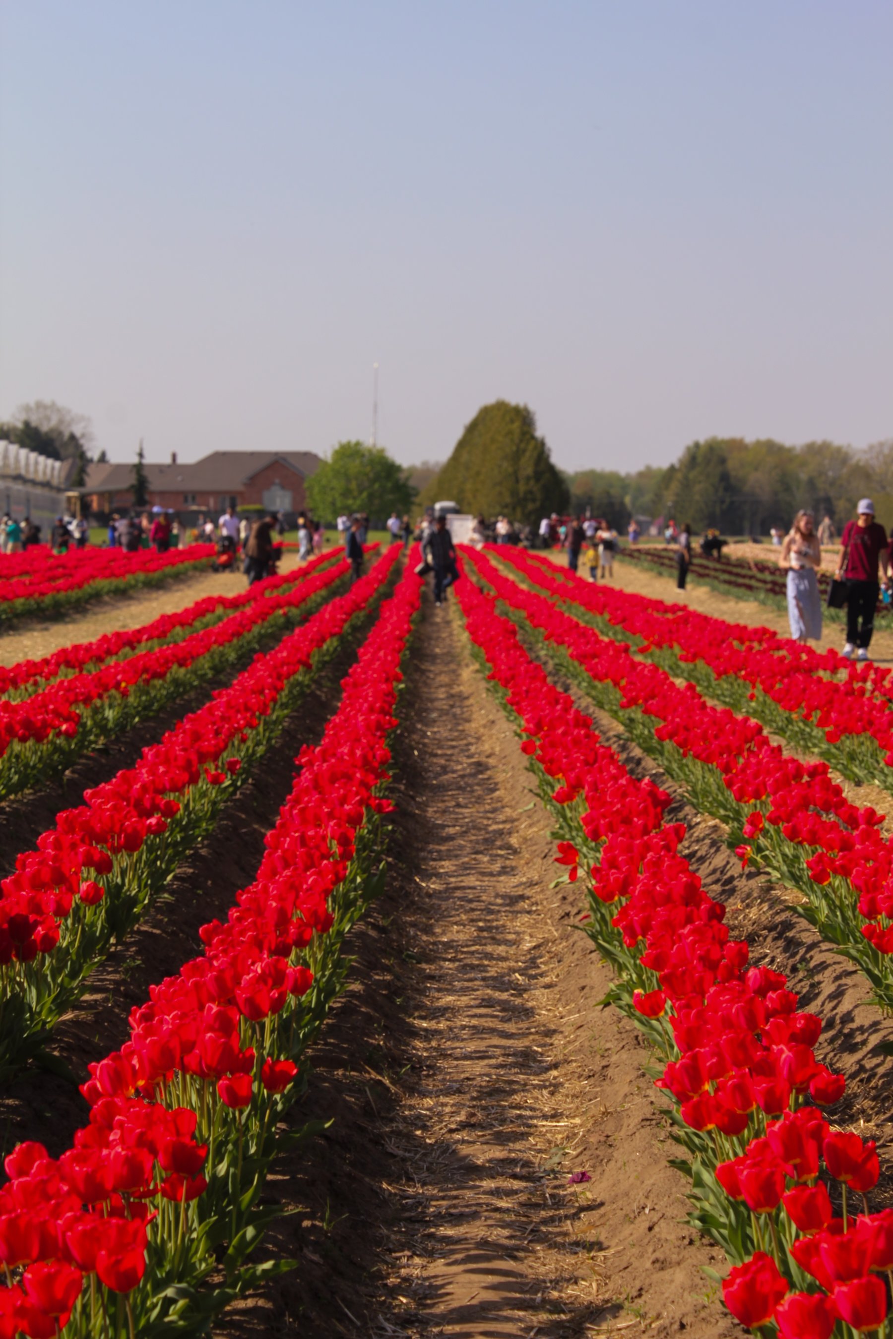 Red tulip flower field with people walking between the rows on a sunny day.