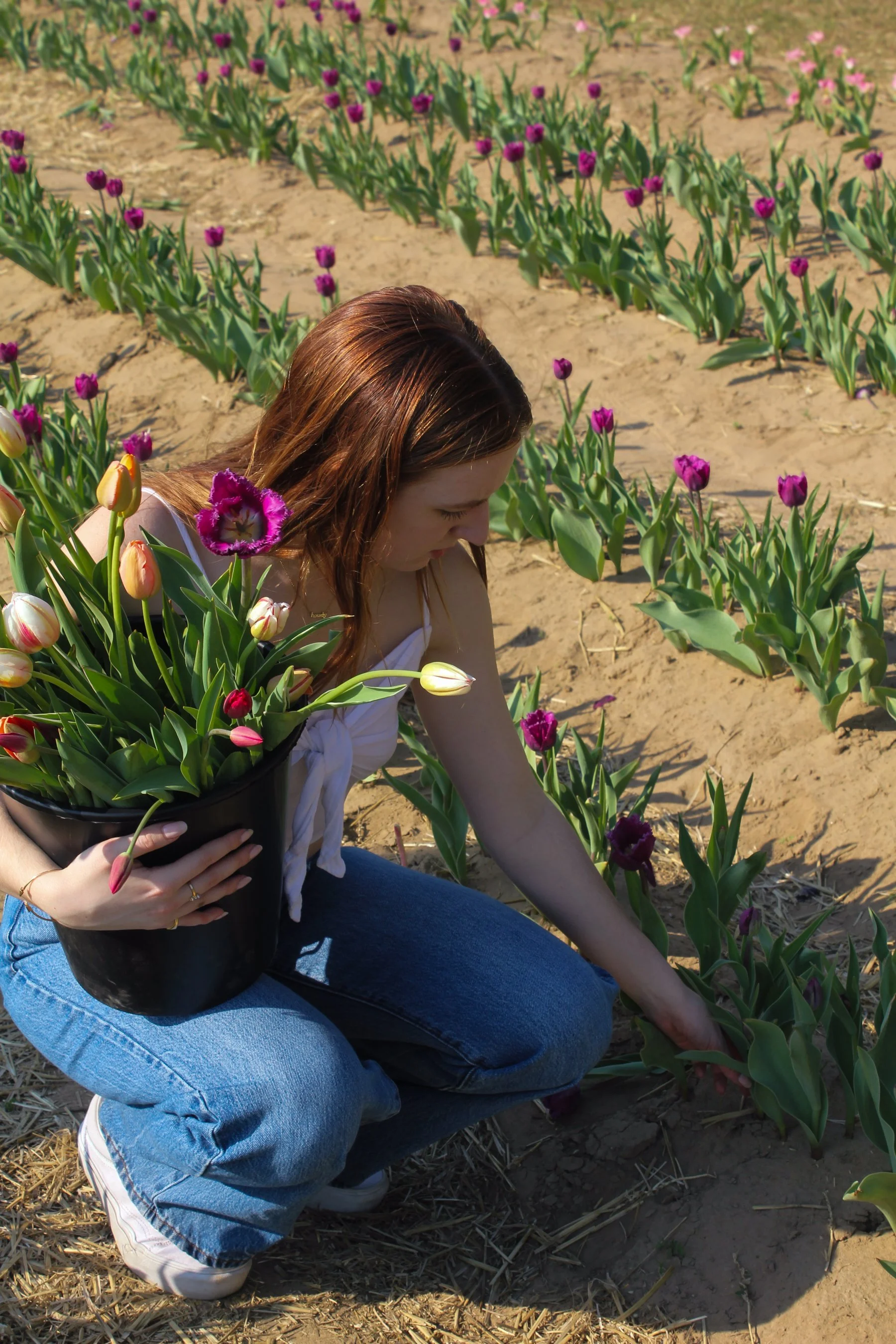 A woman with brown hair, wearing a white top and blue jeans, kneels on the ground in a garden of blooming tulips, holding a bucket filled with tulips and picking tulips from the soil.