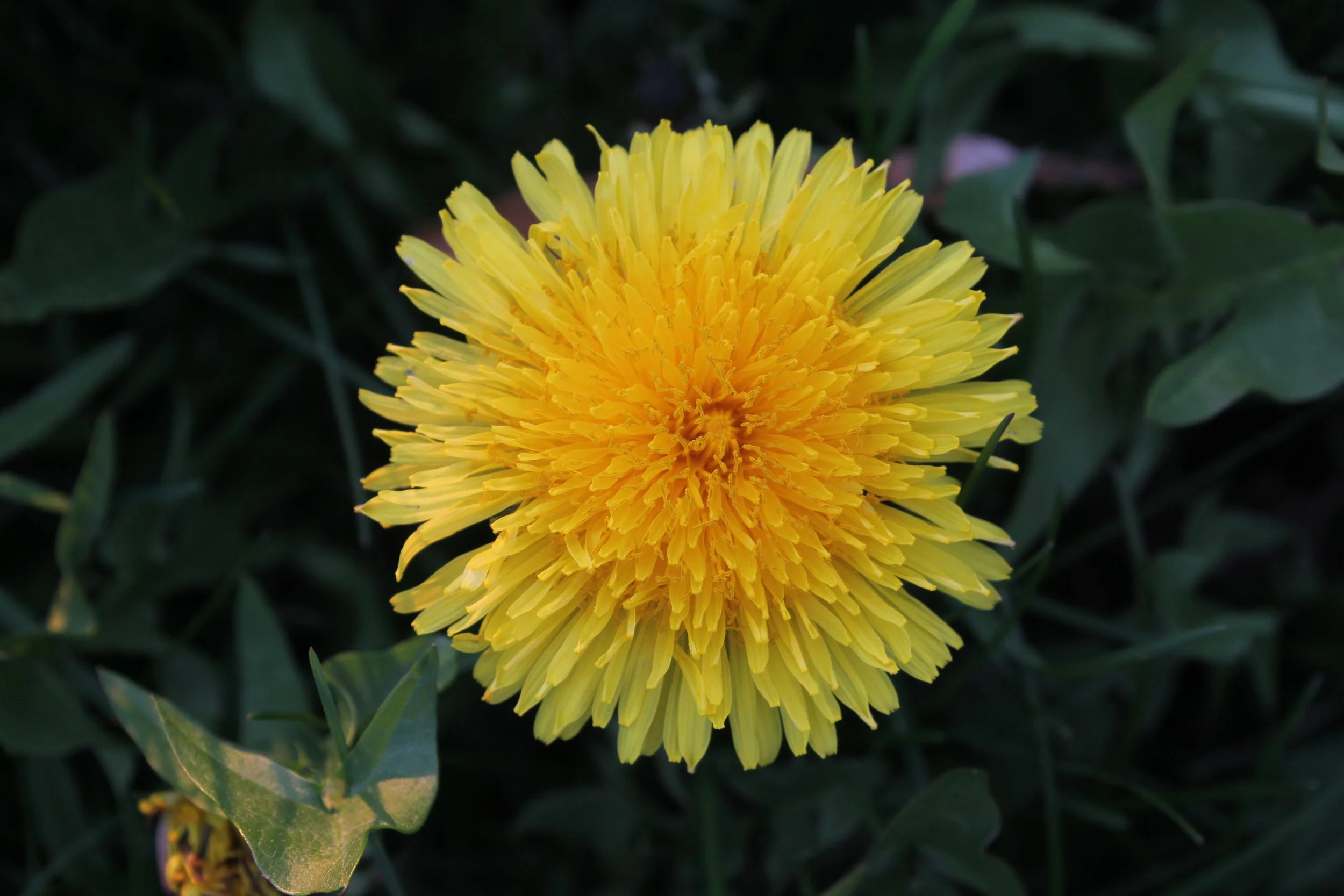 Close-up of a vibrant yellow flower with layered petals, surrounded by green leaves.