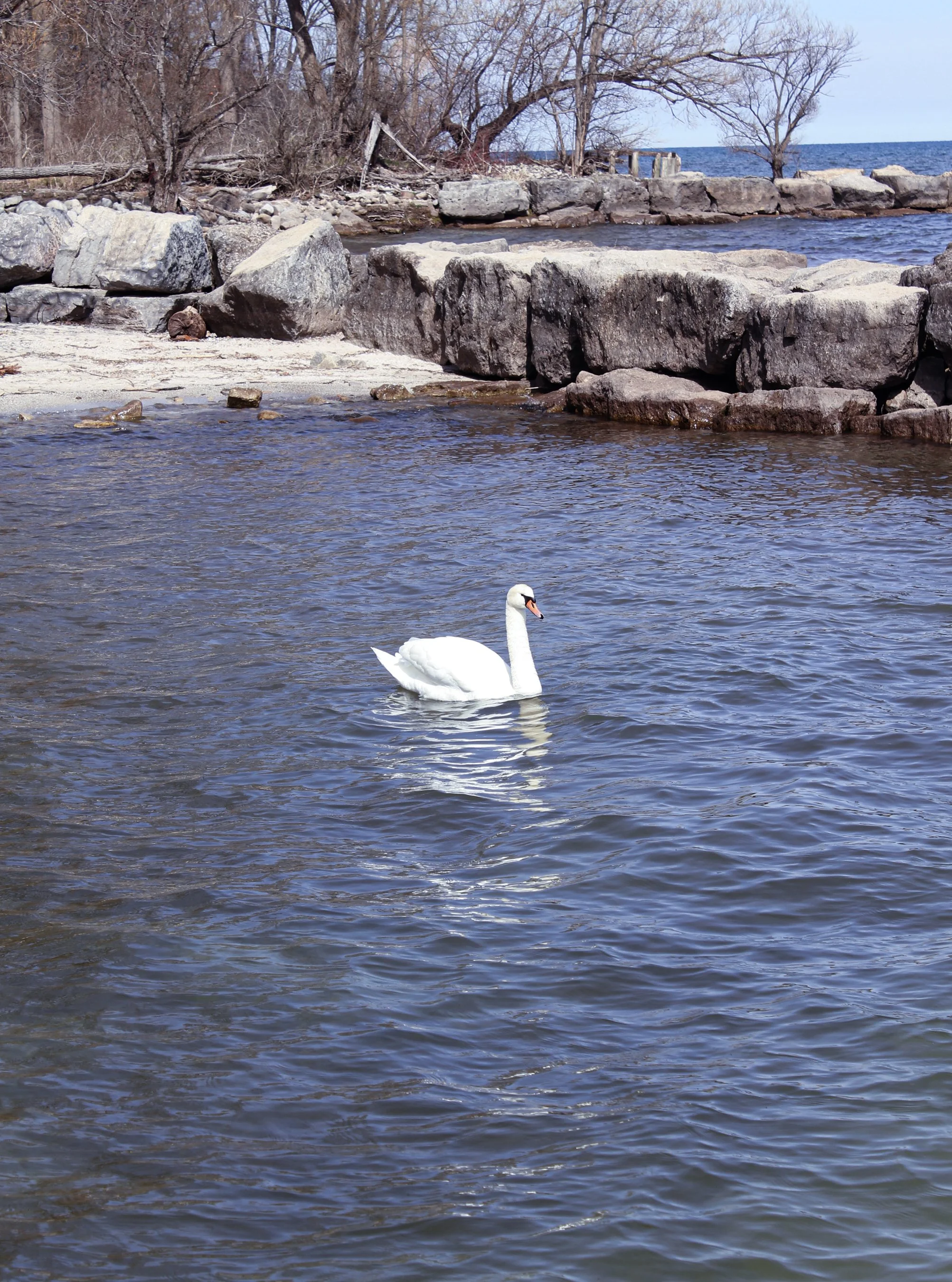 A white swan swimming in a body of water with rocks and trees in the background.