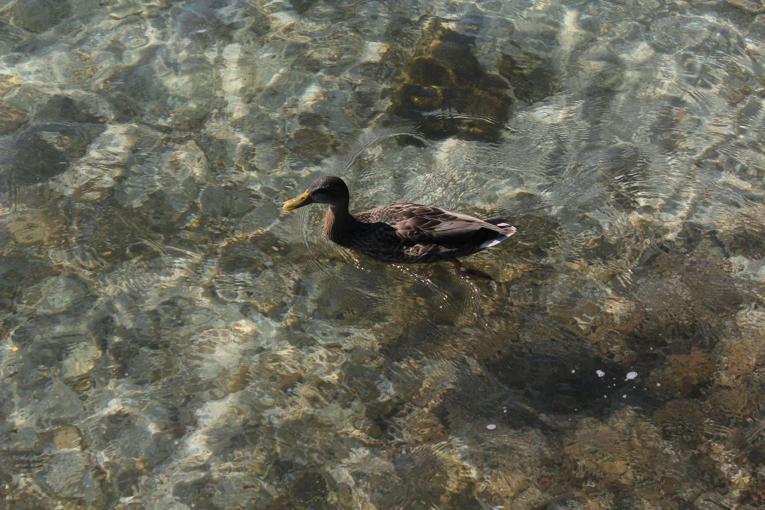 A duck swimming in clear water over a bed of rocks.