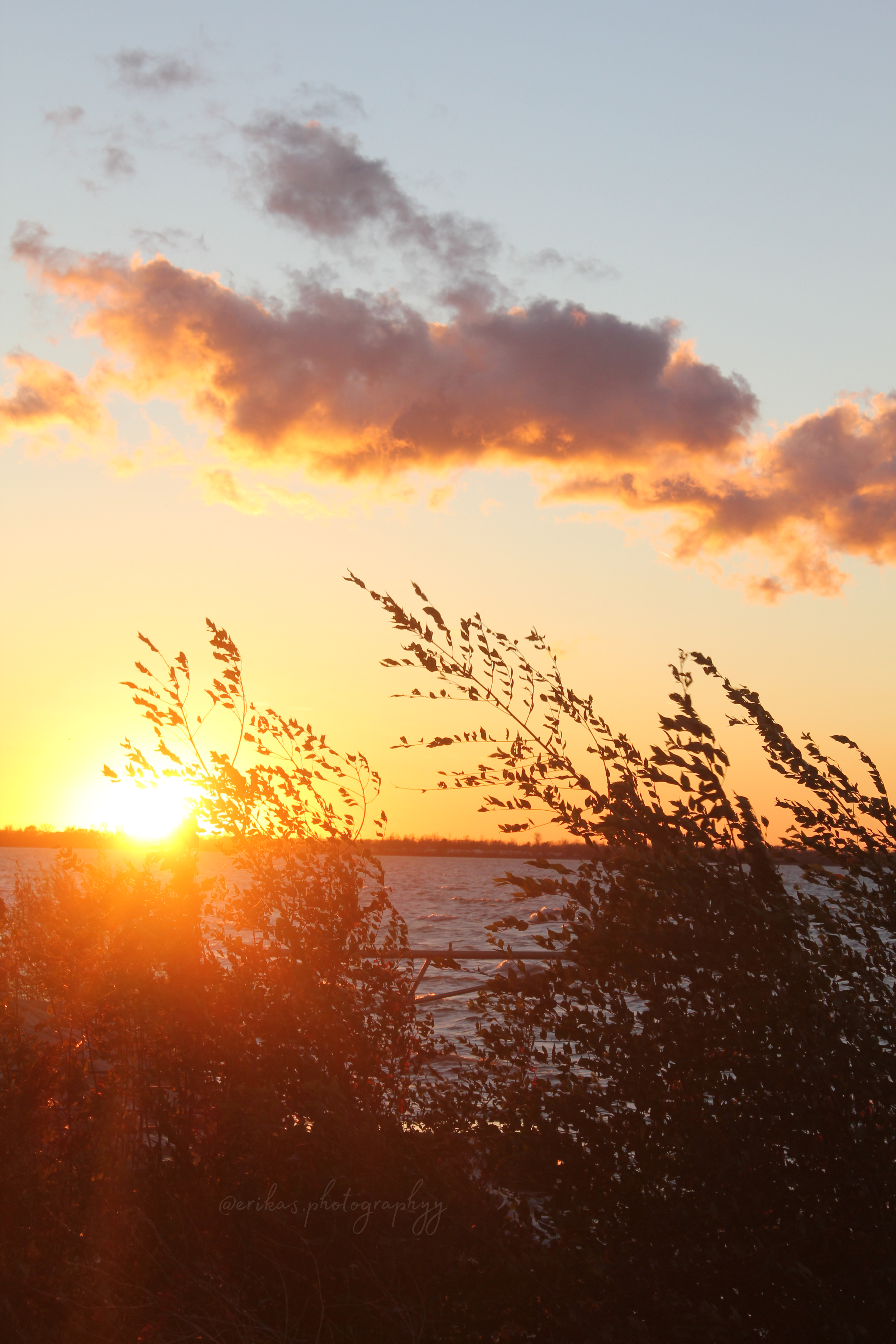 Sunset over a body of water with silhouetted outgrown plants in the foreground and orange and pink clouds in the sky.