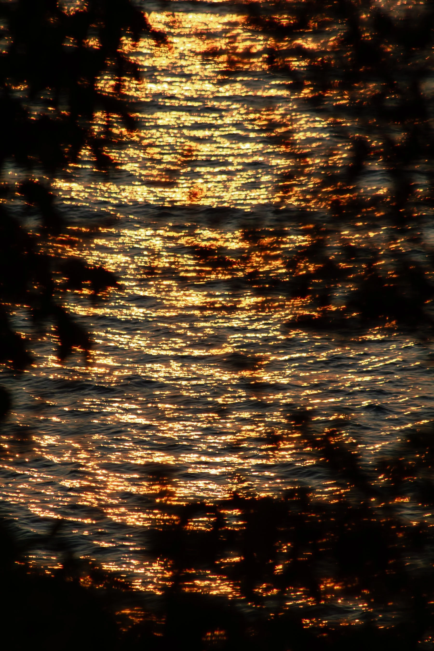 Sunset reflection on water with dark silhouettes of tree branches in the foreground.