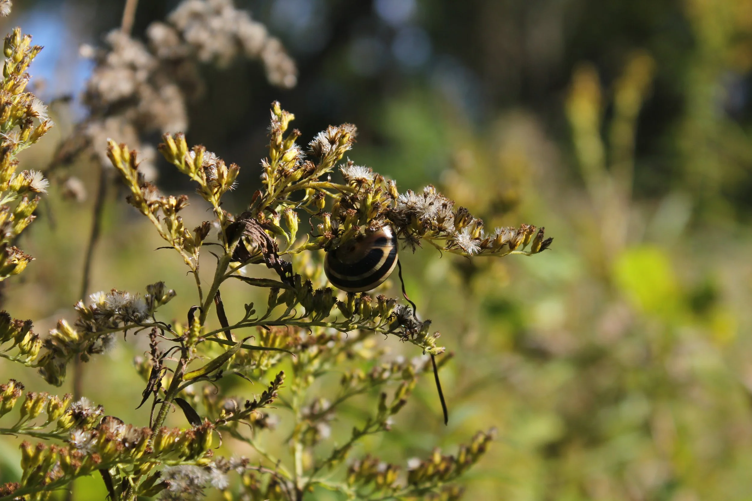 Close-up of a bee on a flowering plant with a blurred natural background.