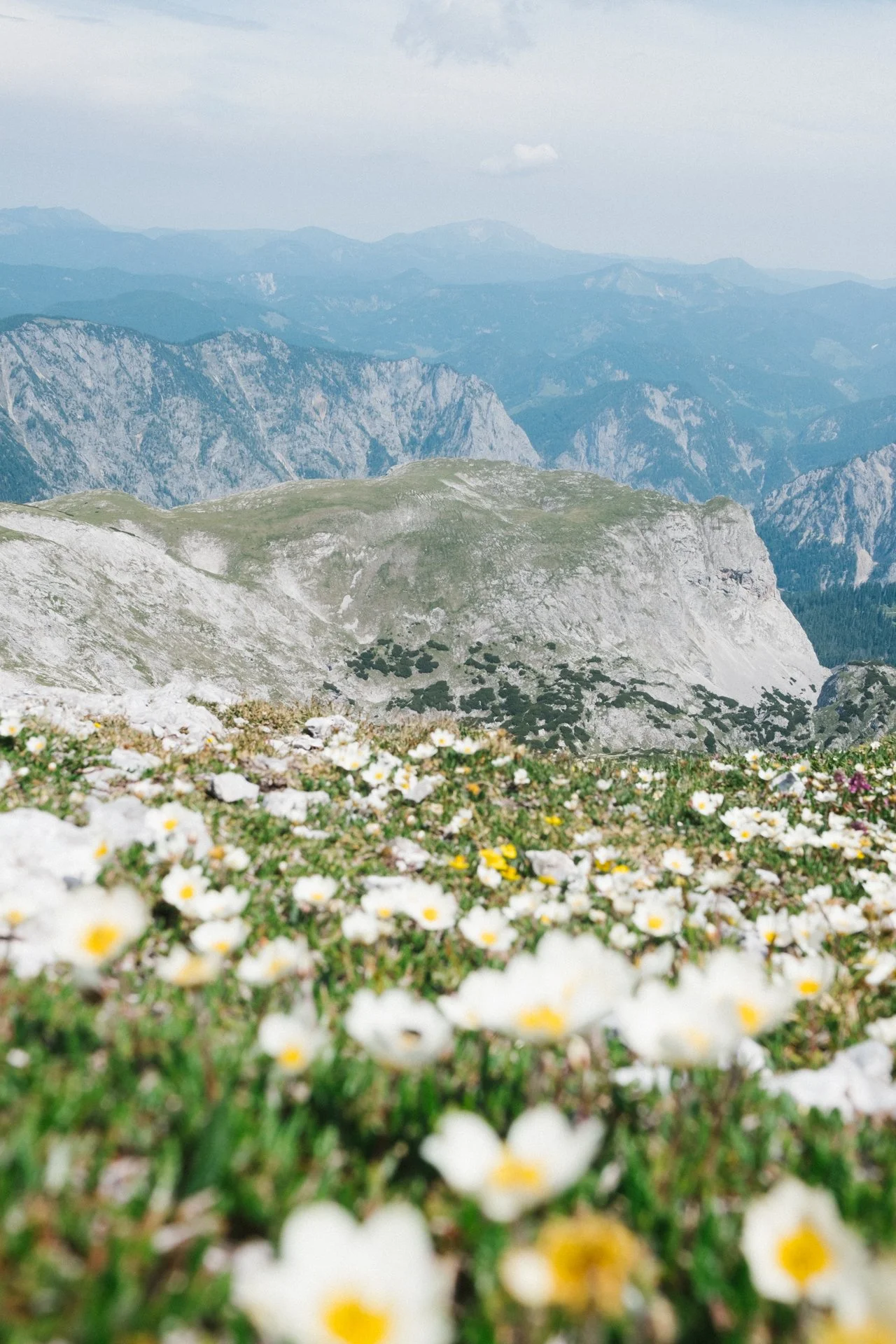 A scenic mountain landscape with a foreground of white and yellow wildflowers, rugged mountains in the distance, and a cloudy sky overhead.