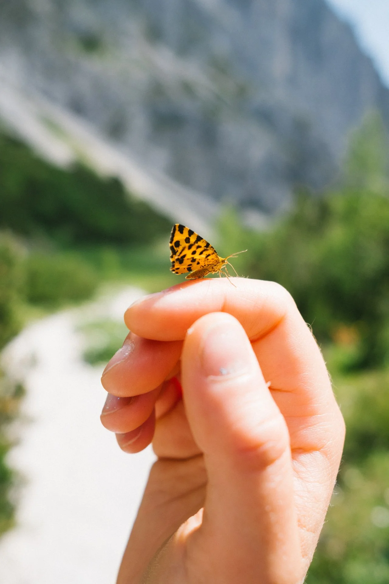 A person holding a small orange butterfly with black spots on their fingers, with a blurred green landscape and mountains in the background.