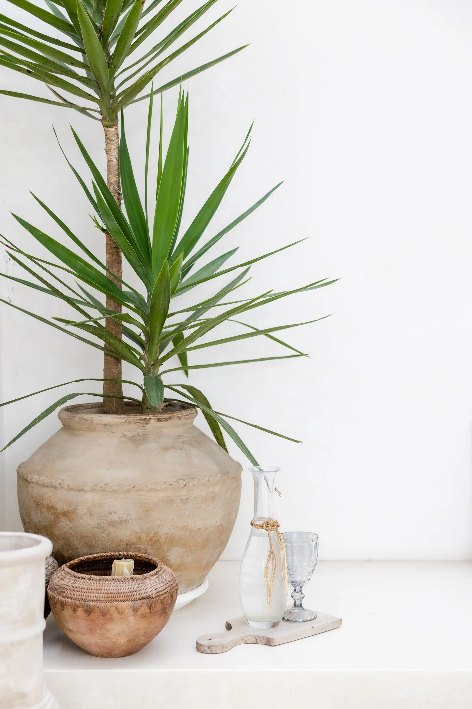 Minimalist plant decor for wellness branding.
