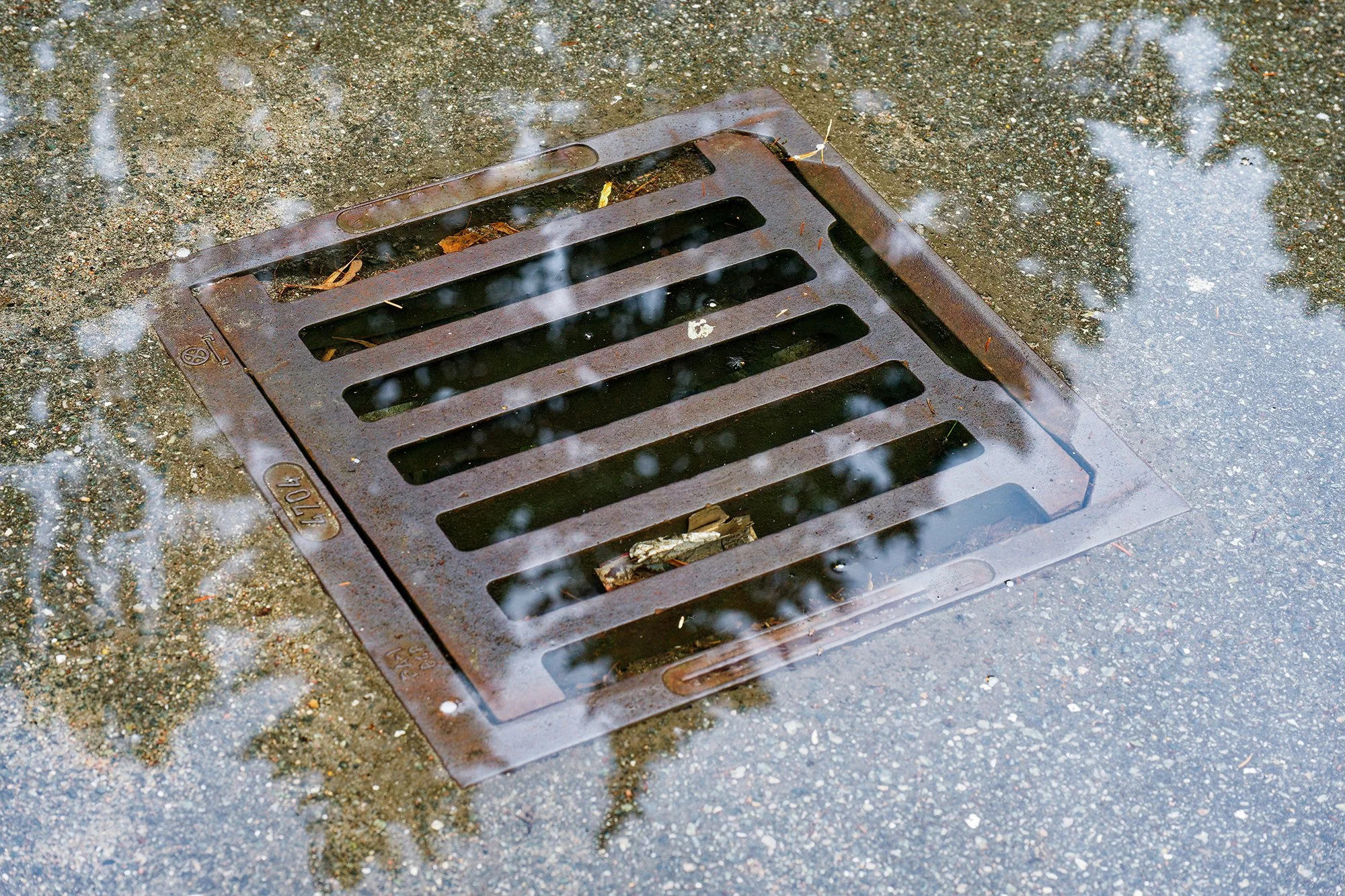 A metal storm drain cover on a concrete sidewalk, with water and some leaves collected around and inside it.