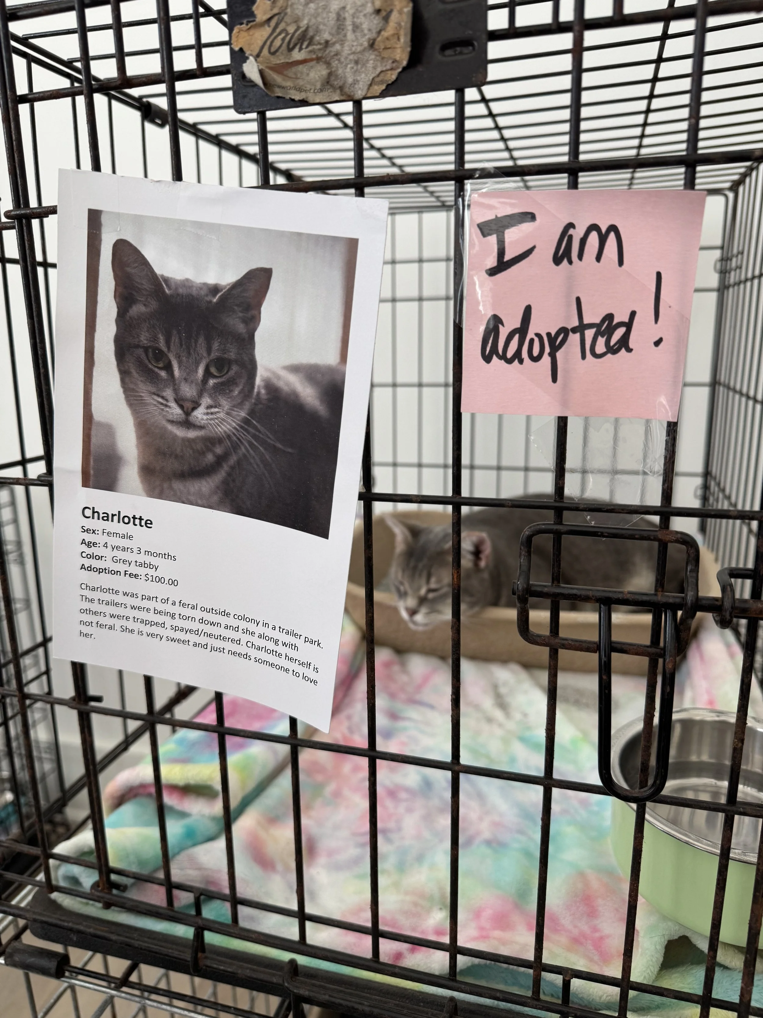 Castoff Pet Rescue Adoption Event