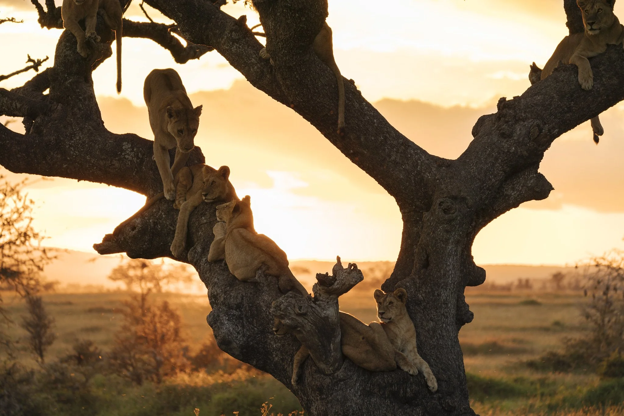 Nomad Tz_Tree climbing lions in Ndutu.jpg