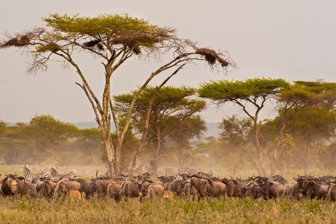 Albie wildebeest.jpg