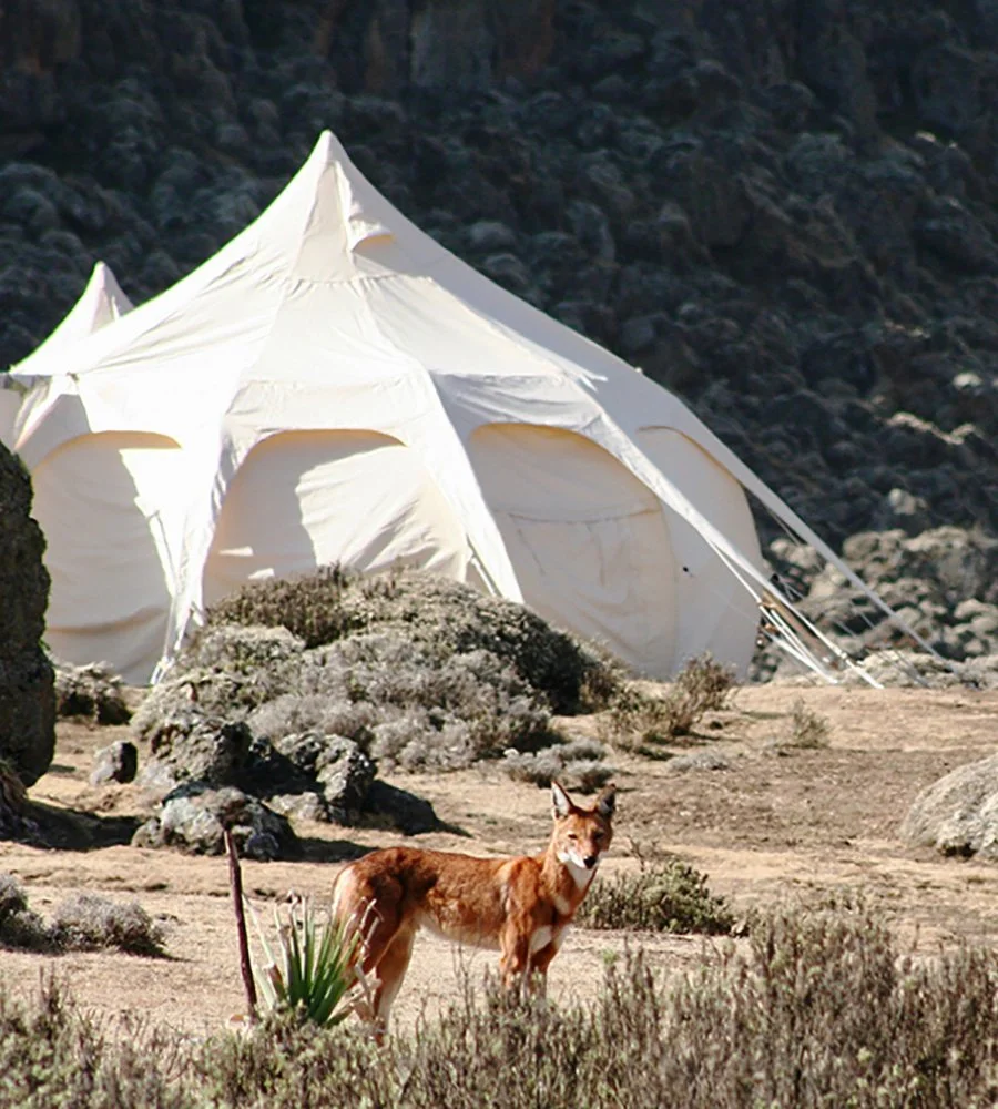 wolf and camp 700px wide.jpg