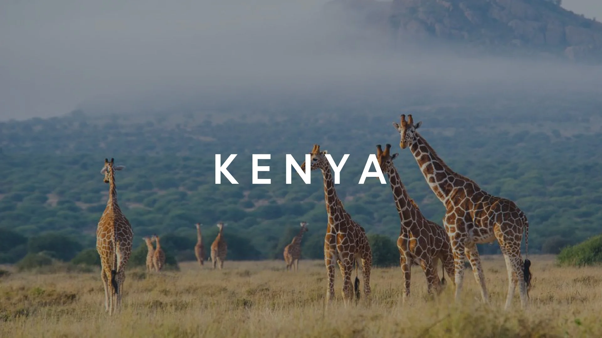 Group of giraffes standing on a grassy plain in Kenya with a backdrop of mountain ranges and a hazy sky.