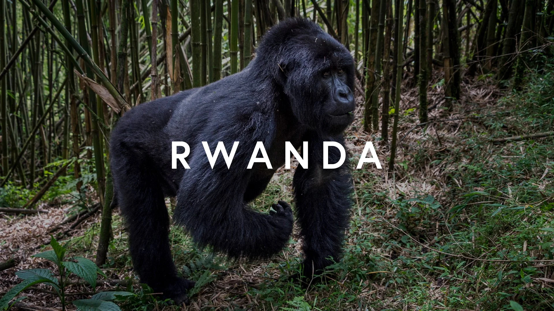 A gorilla in a forest with bamboo and greenery, with the word 'RWANDA' overlaid.