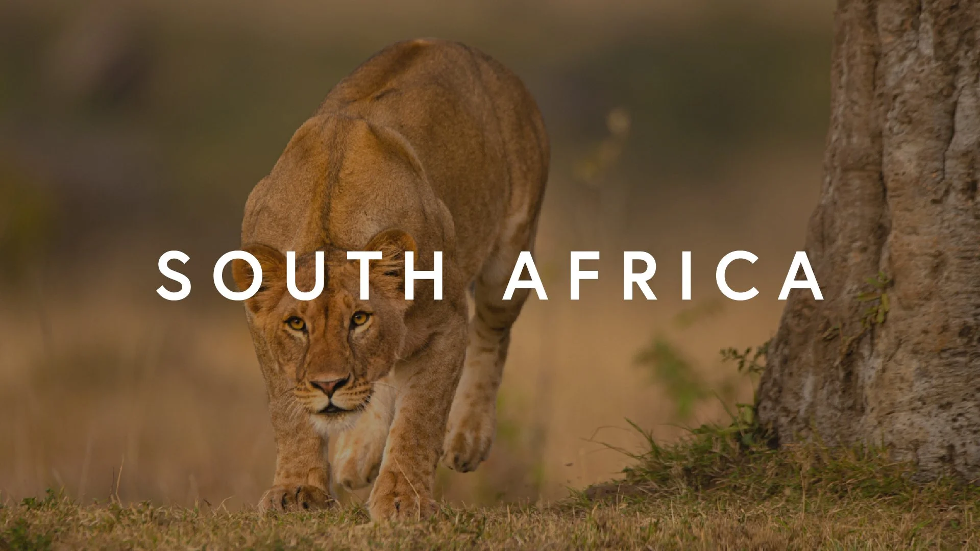 A lioness walking in grasslands with the words 'South Africa' overlaid.