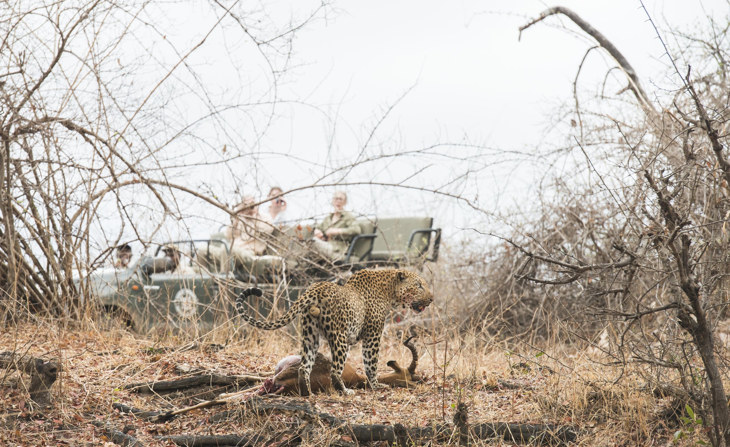 Shenton Safaris Game Drive 52 - Leopard.jpg