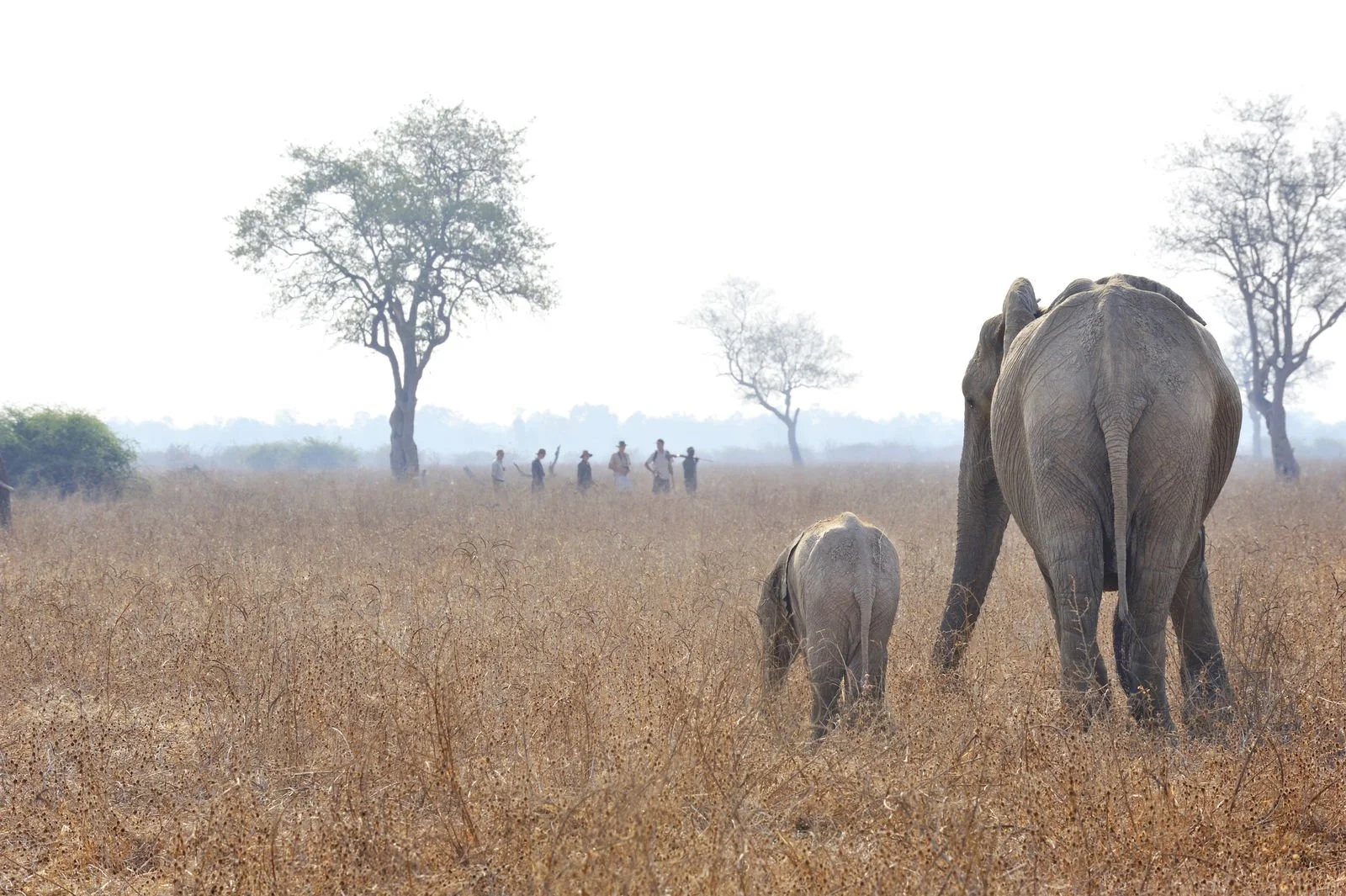Walk Elephants Kaingo.jpg
