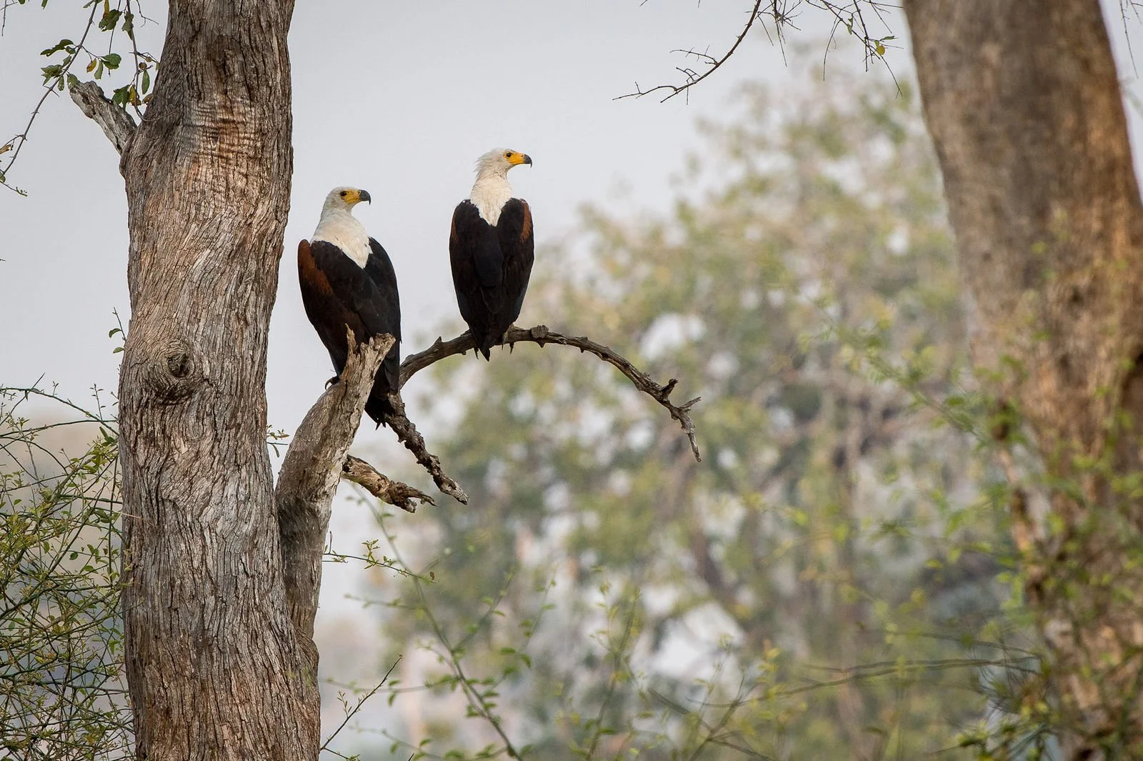 Fish Eagles.jpg