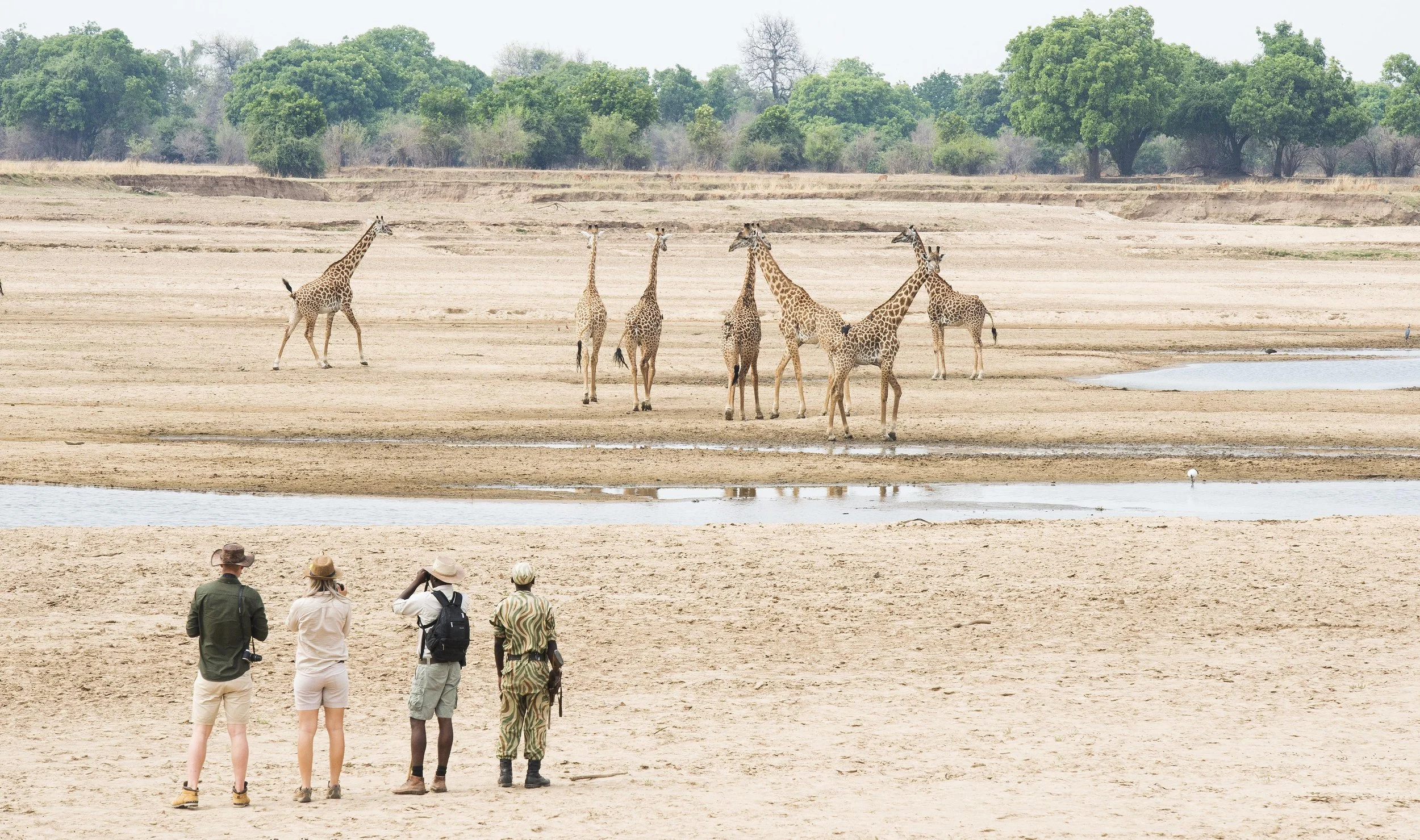 Shenton Safaris Walking Safaris 10 - Giraffe.jpg