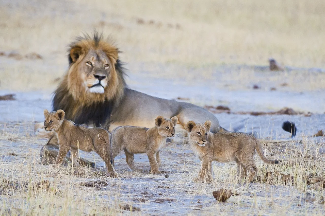 Hwange lion Wilderness.jpg